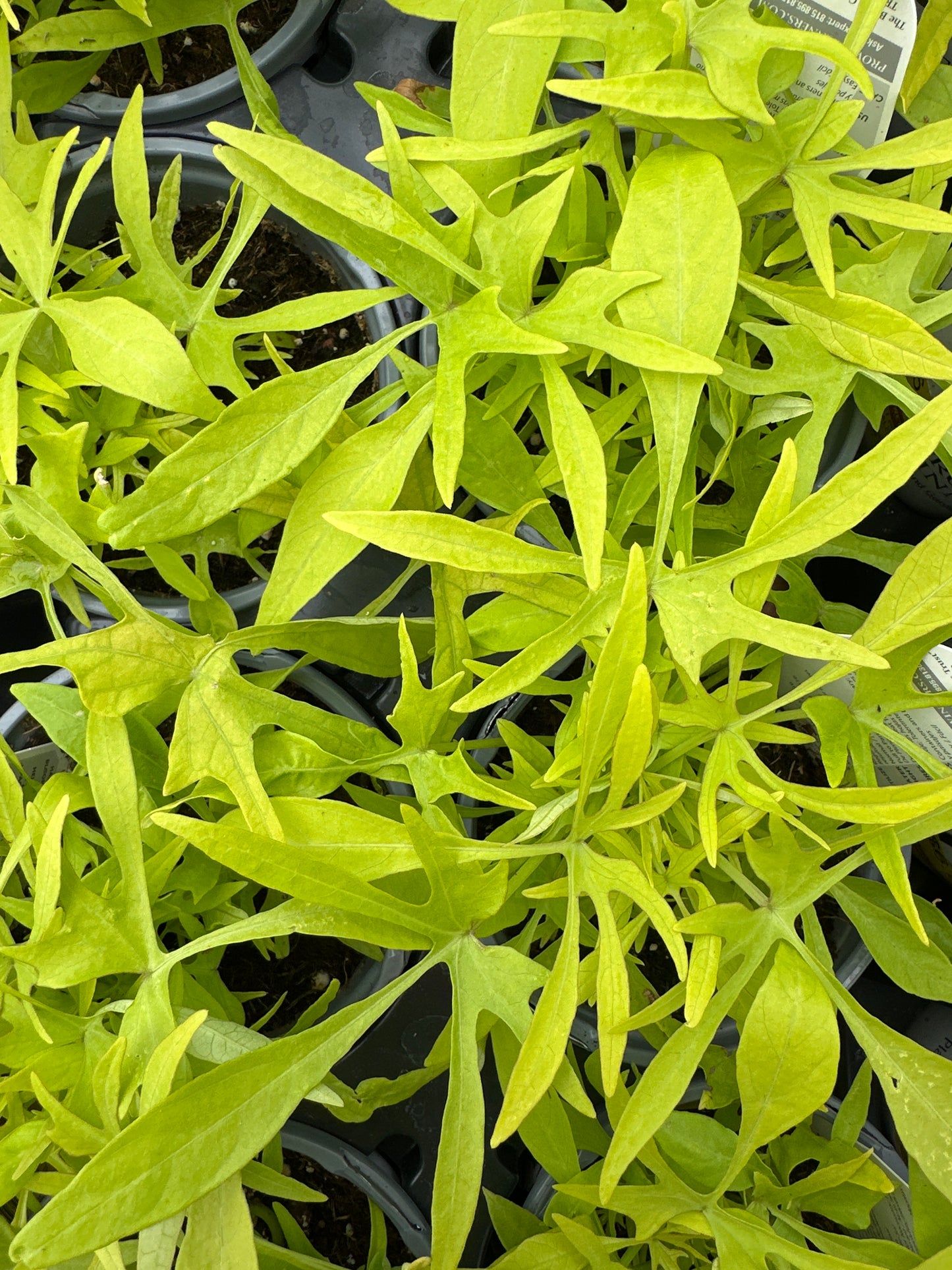 IPOMOEA SWEET POTATO ILLUSION EMERALD LACE - QUART POT