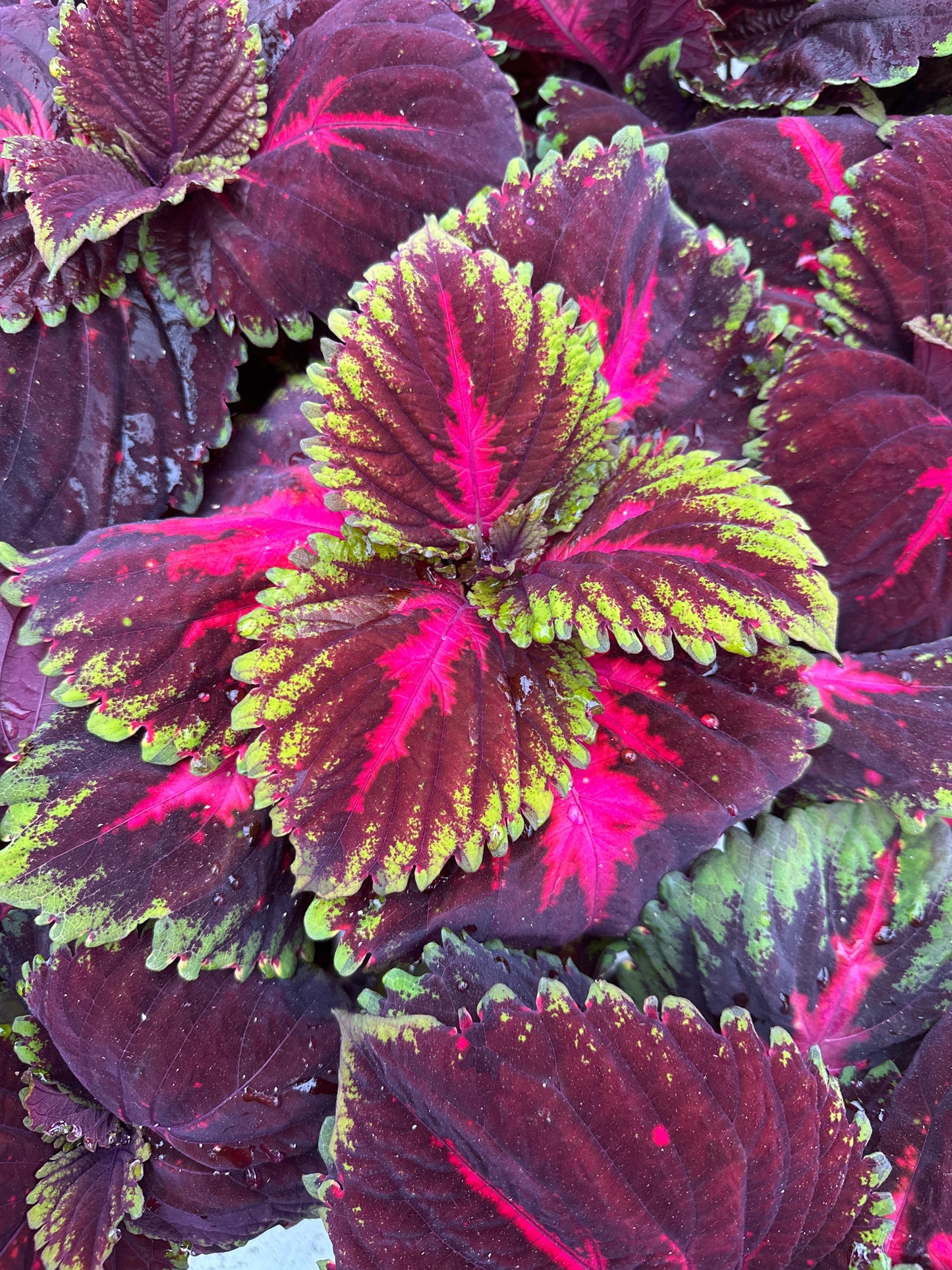 COLEUS KONG RED - 6" POT