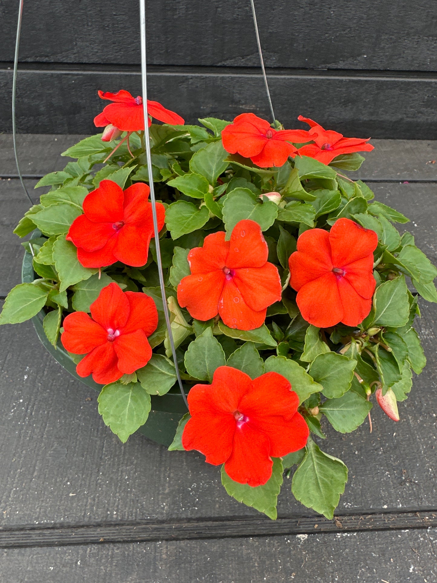 IMPATIENS BEACON ORANGE - 8'' HANGING BASKET