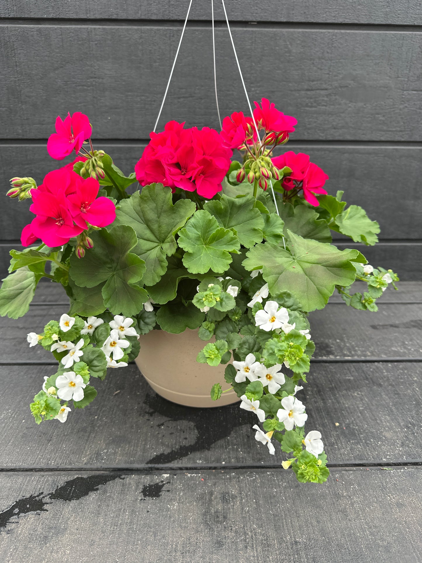 BASKET #3 - 10'' HANGING BASKET