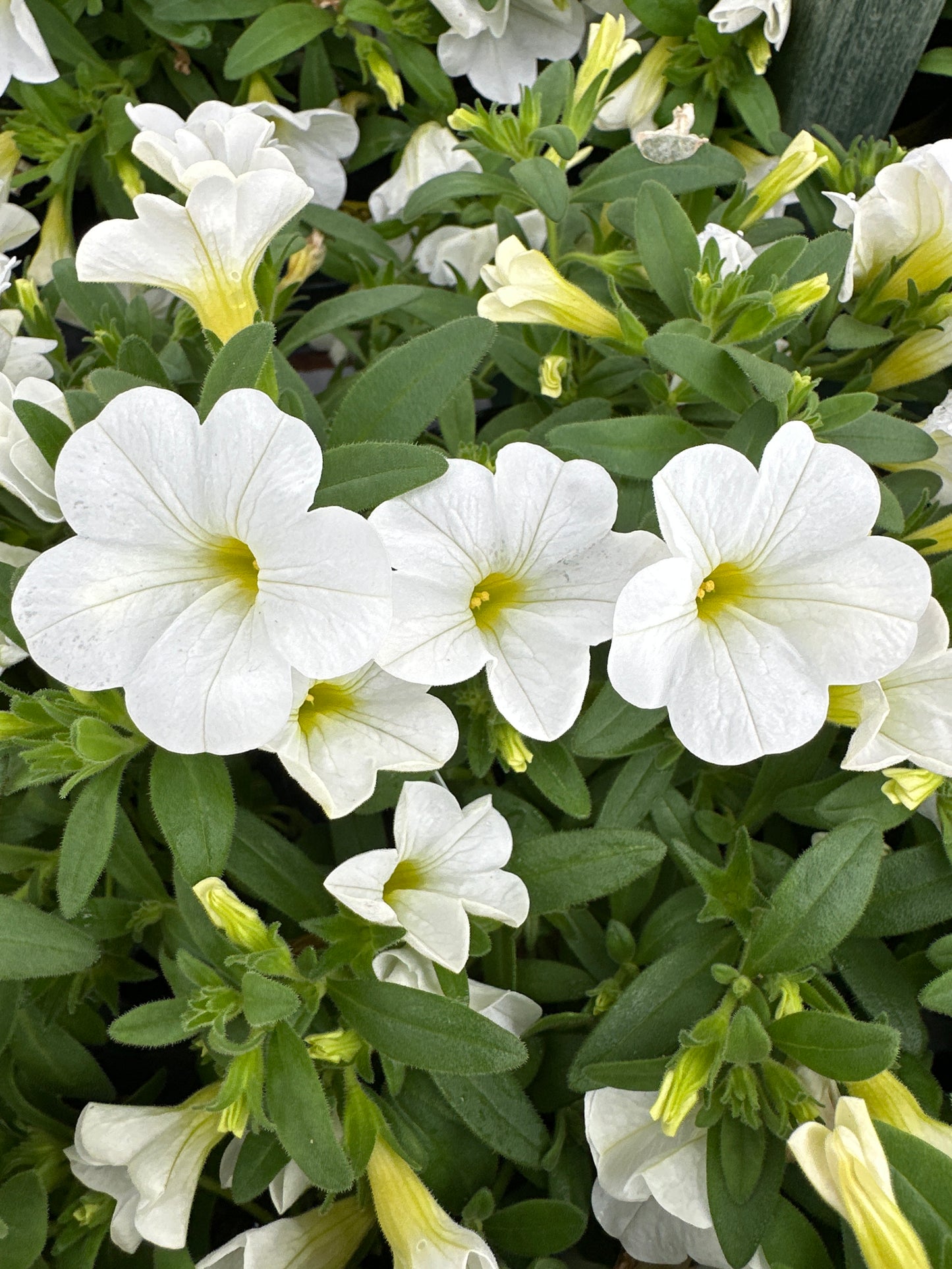 CALIBRACHOA CABARET BRIGHT WHITE IMPROVED - 4'' POT