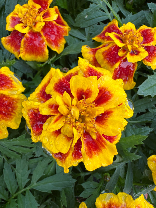 MARIGOLD SAFARI YELLOW FIRE - FLAT OF 48 PLANTS