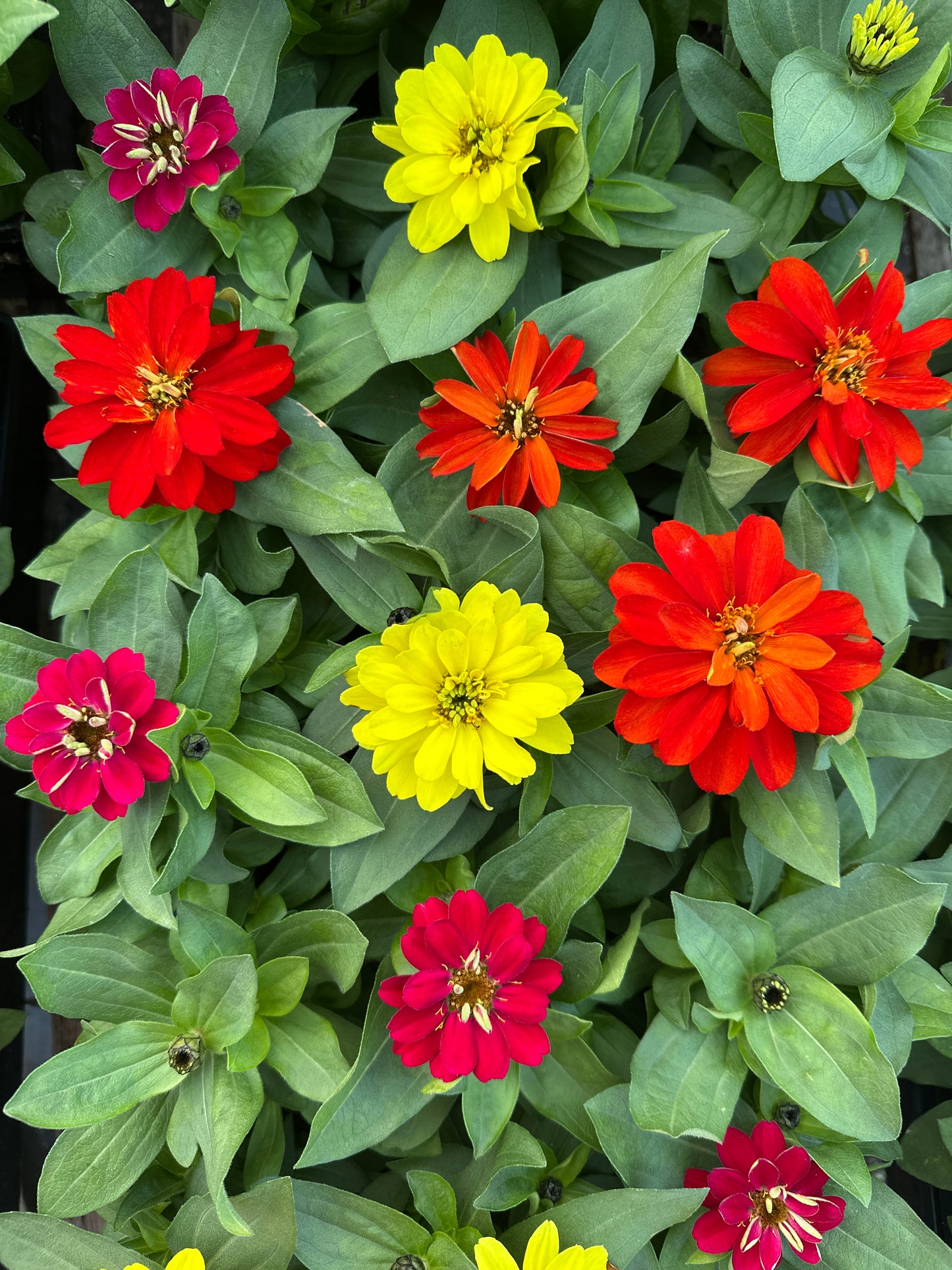 ZINNIA ZAHARA BRILLIANT MIX - JUMBO 6 PACK