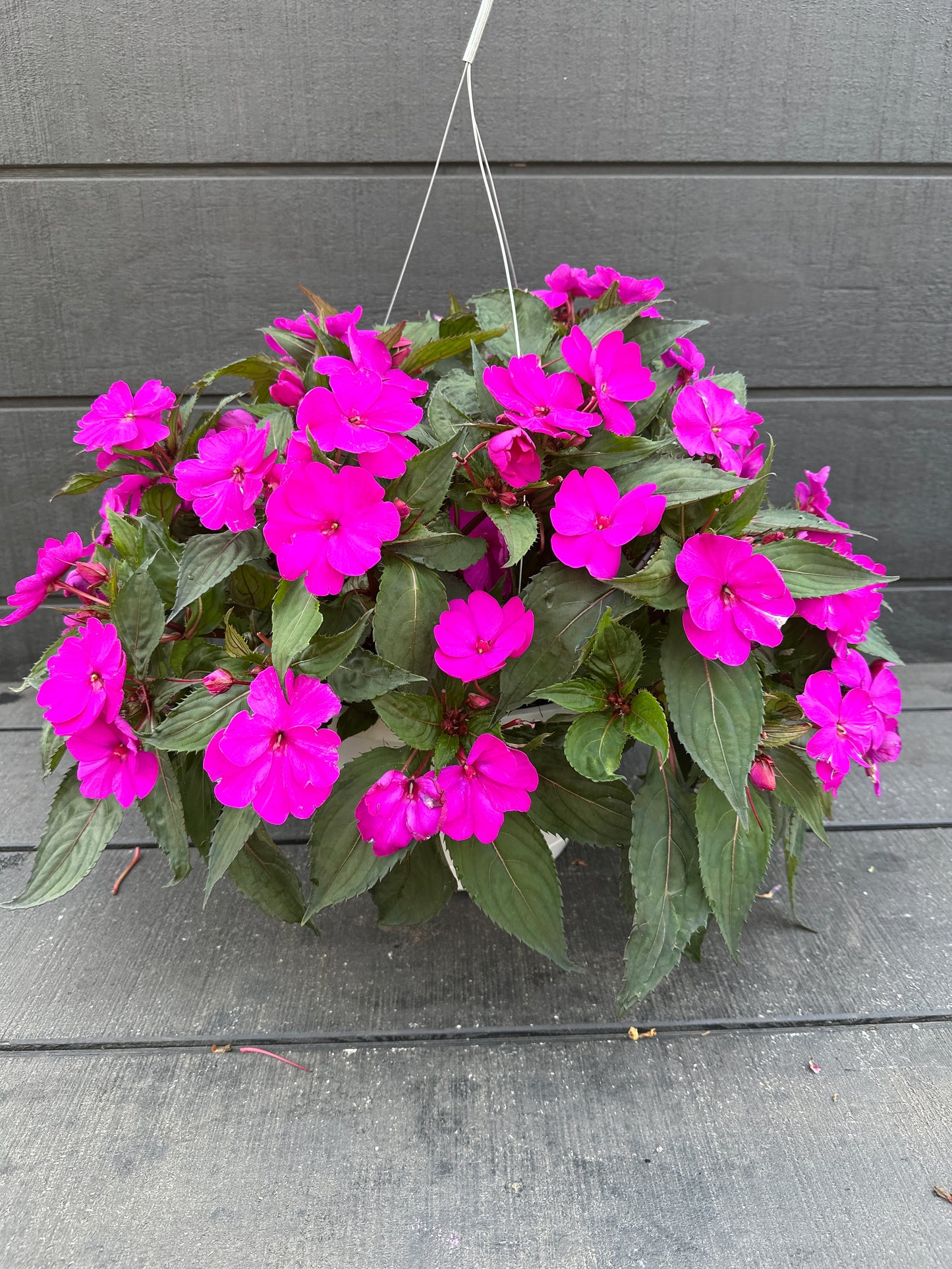SUNPATIENS COMPACT PURPLE - 10'' HANGING BASKET