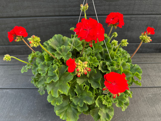 GERANIUM DYNAMO RED - 10" HANGING BASKET