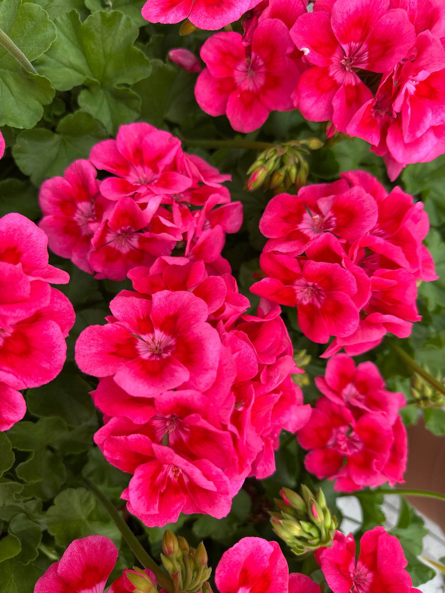 GERANIUM CALLIOPE MEDIUM HOT ROSE - 8" POT