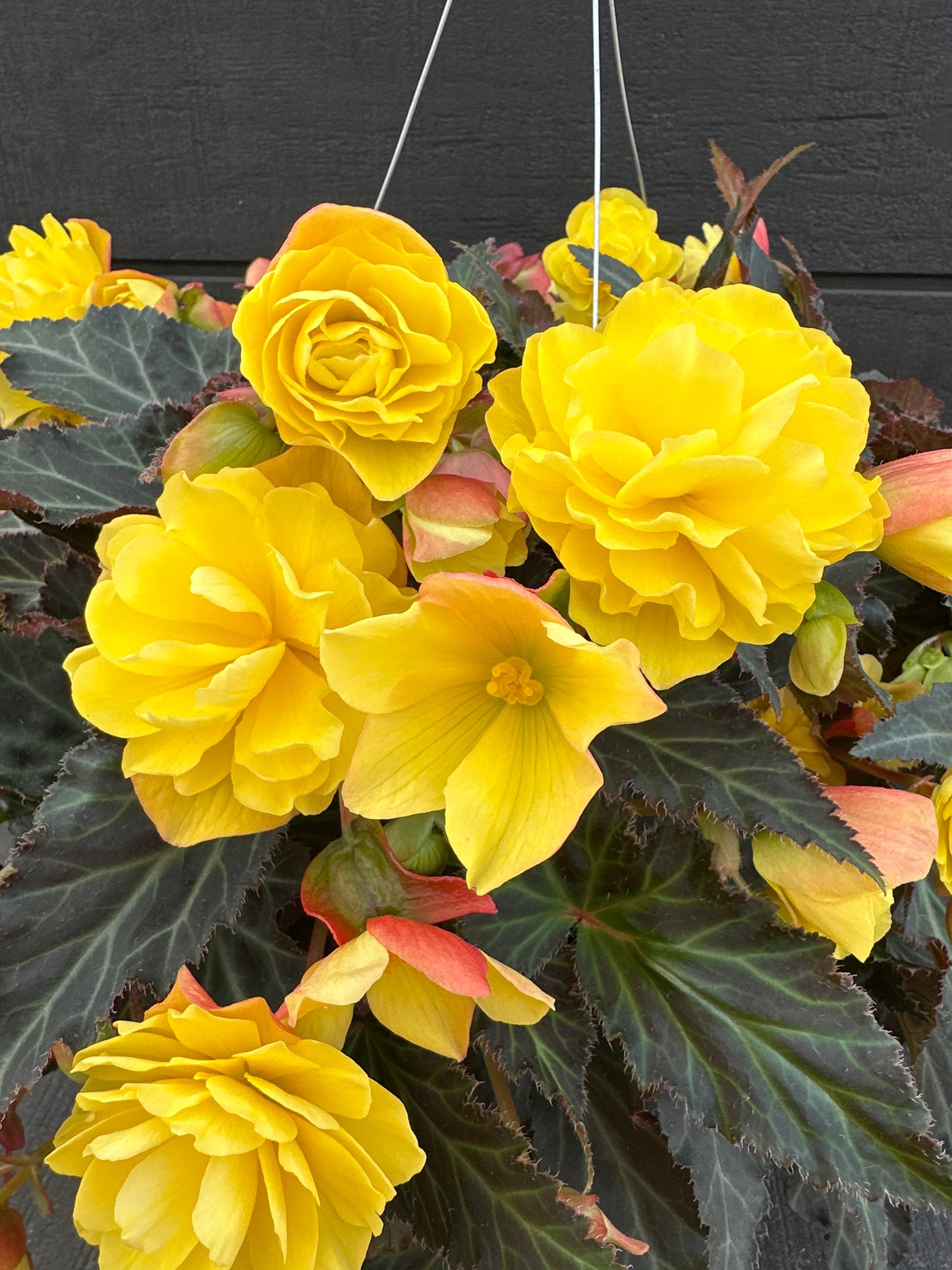 BEGONIA ICONIA PORTOFINO YELLOW - 10'' HANGING BASKET