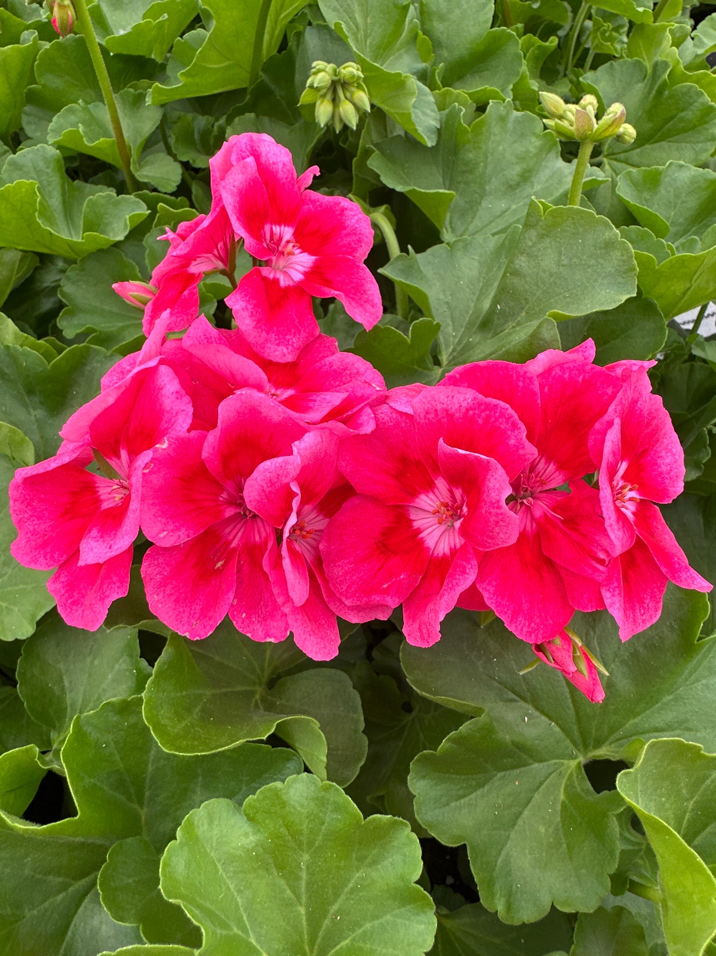 GERANIUM CALLIOPE MEDIUM ROSE MEGA SPLASH - 4" POT