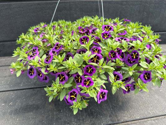 CALIBRACHOA CABARET MIDNIGHT KISS - 10'' HANGING BASKET
