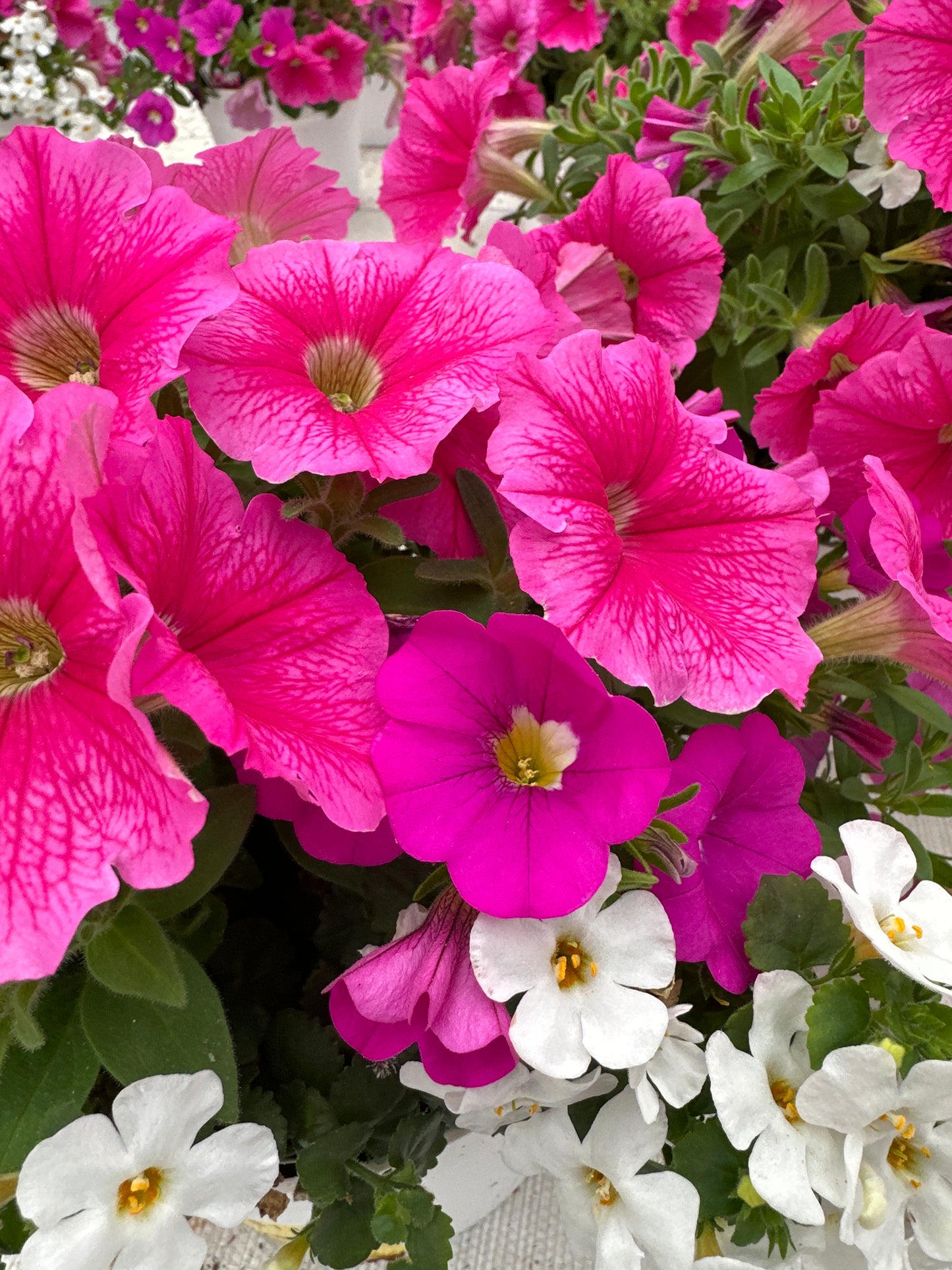 COMBO ROSE EVERYDAY - 6" POT