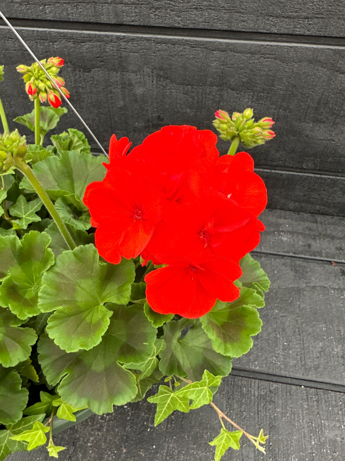 BASKET #47 - 10" HANGING BASKET