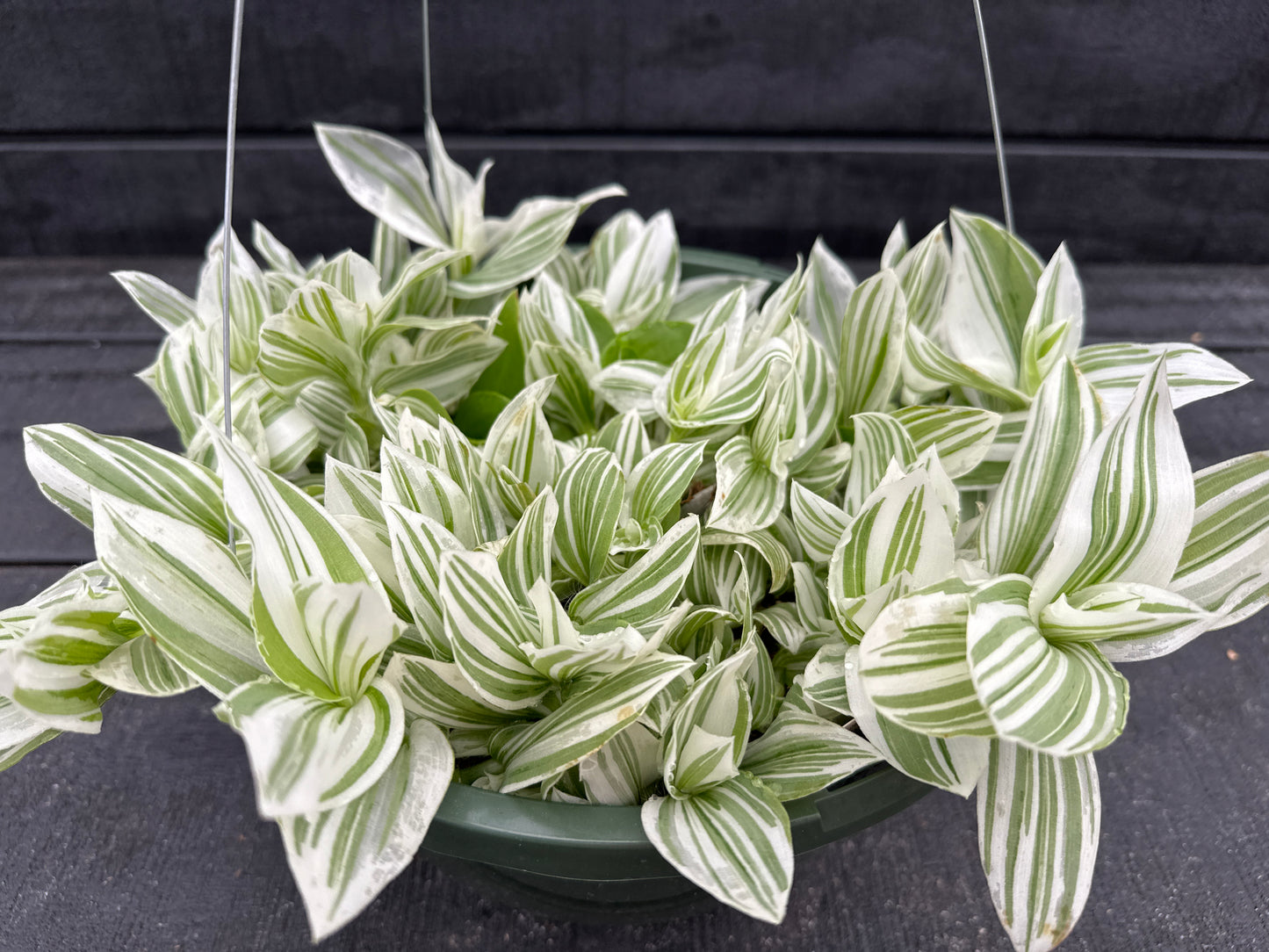 TRADESCANTIA PISTACHIO - 10" HANGING BASKET