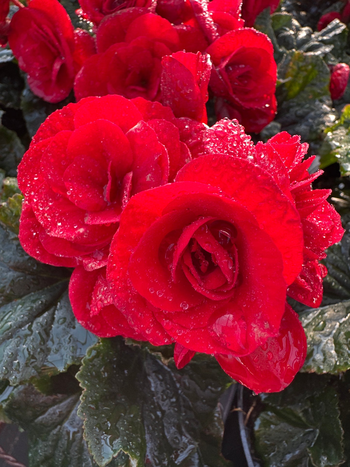 BEGONIA REIGER BALADIN - 4'' POT