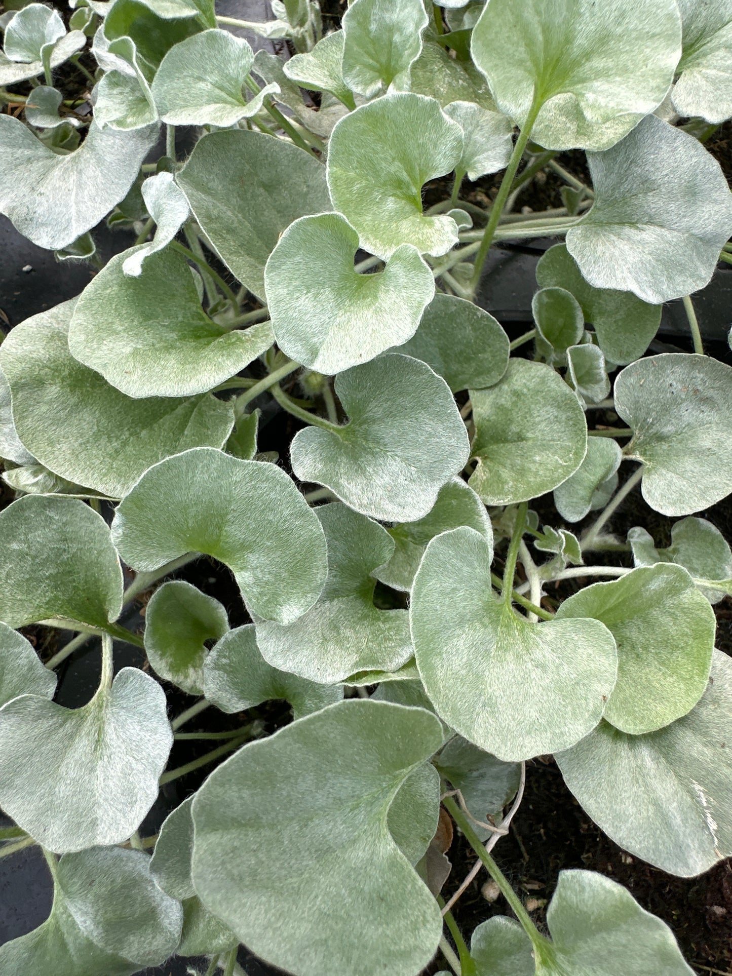 DICHONDRA SILVER FALLS - 4" POT
