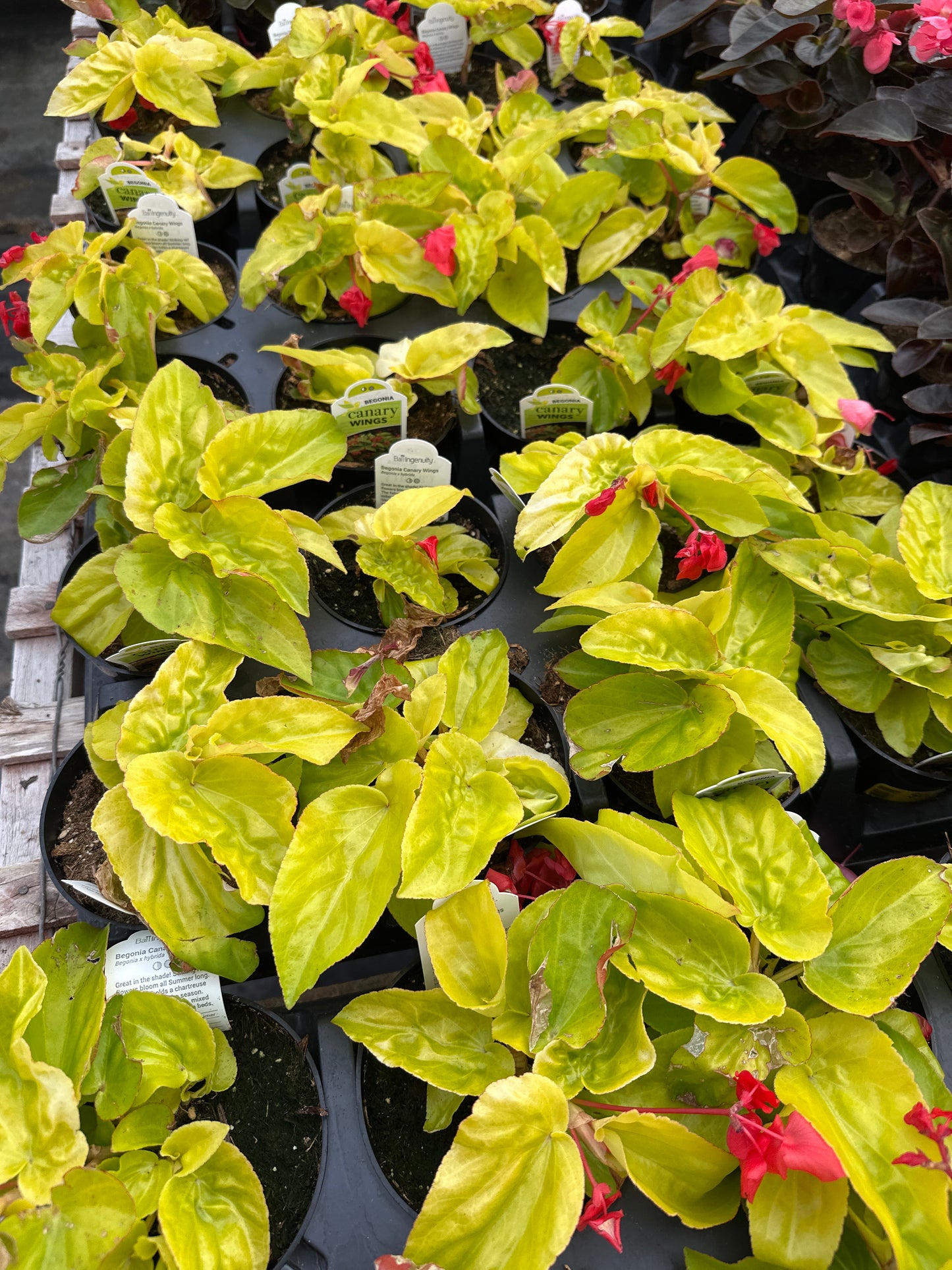 BEGONIA CANARY WINGS - 4" POT