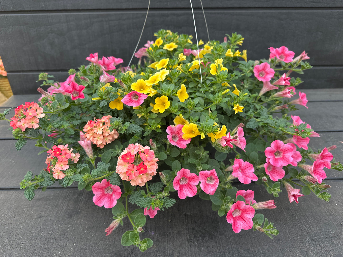 COMBO BEACH BUM - 10'' HANGING BASKET
