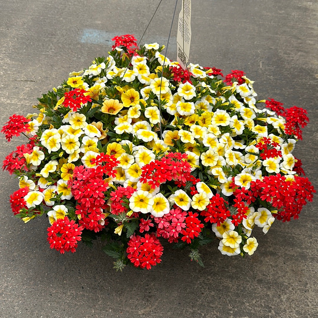 COMBO SUNSHINY DAY - 10" HANGING BASKET