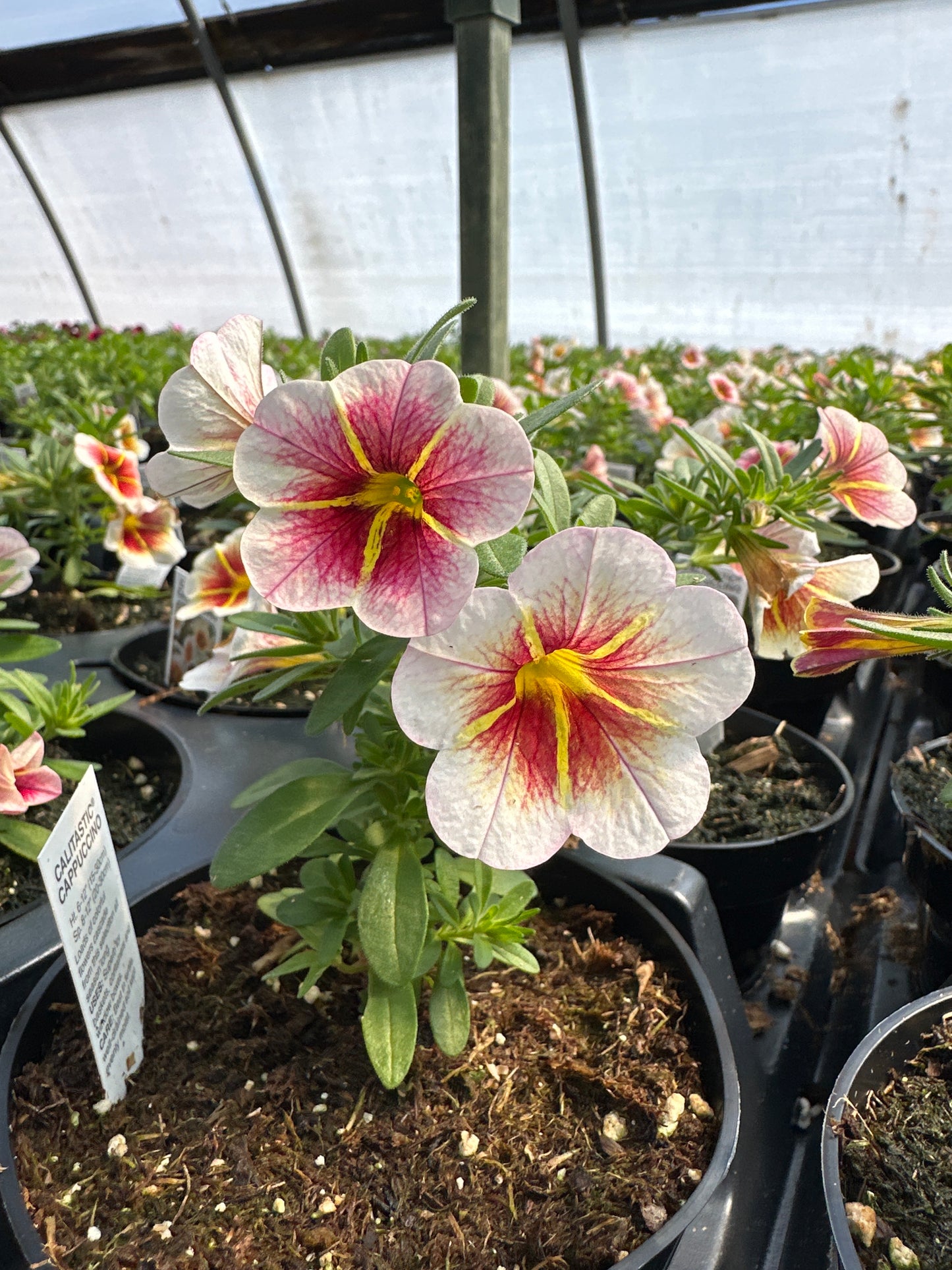CALIBRACHOA CALITASTIC CAPPUCCINO - 4'' POT