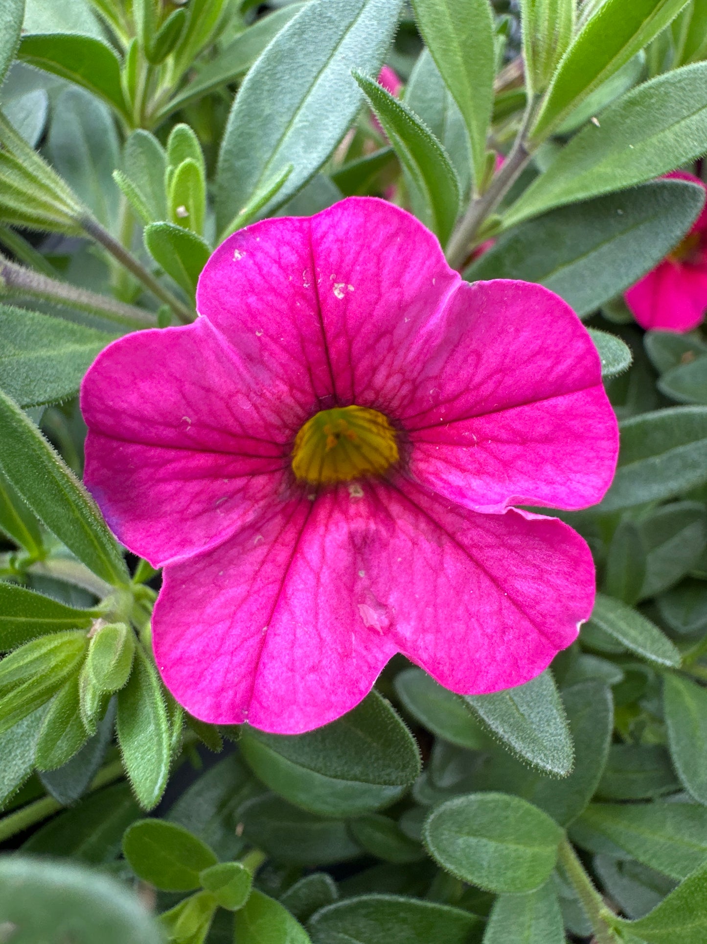 CALIBRACHOA CABARET HOT PINK - 4" POT