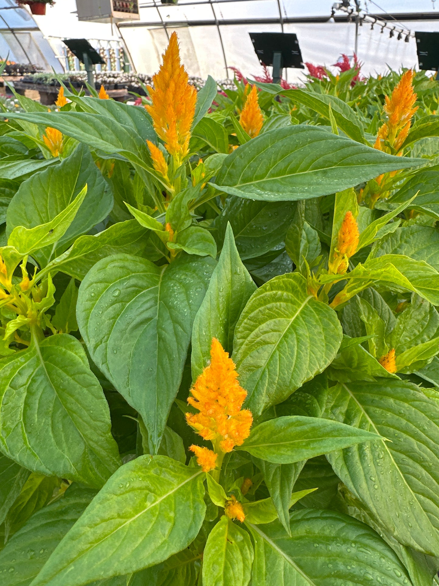 CELOSIA FRESH LOOK GOLD - JUMBO 6 PACK