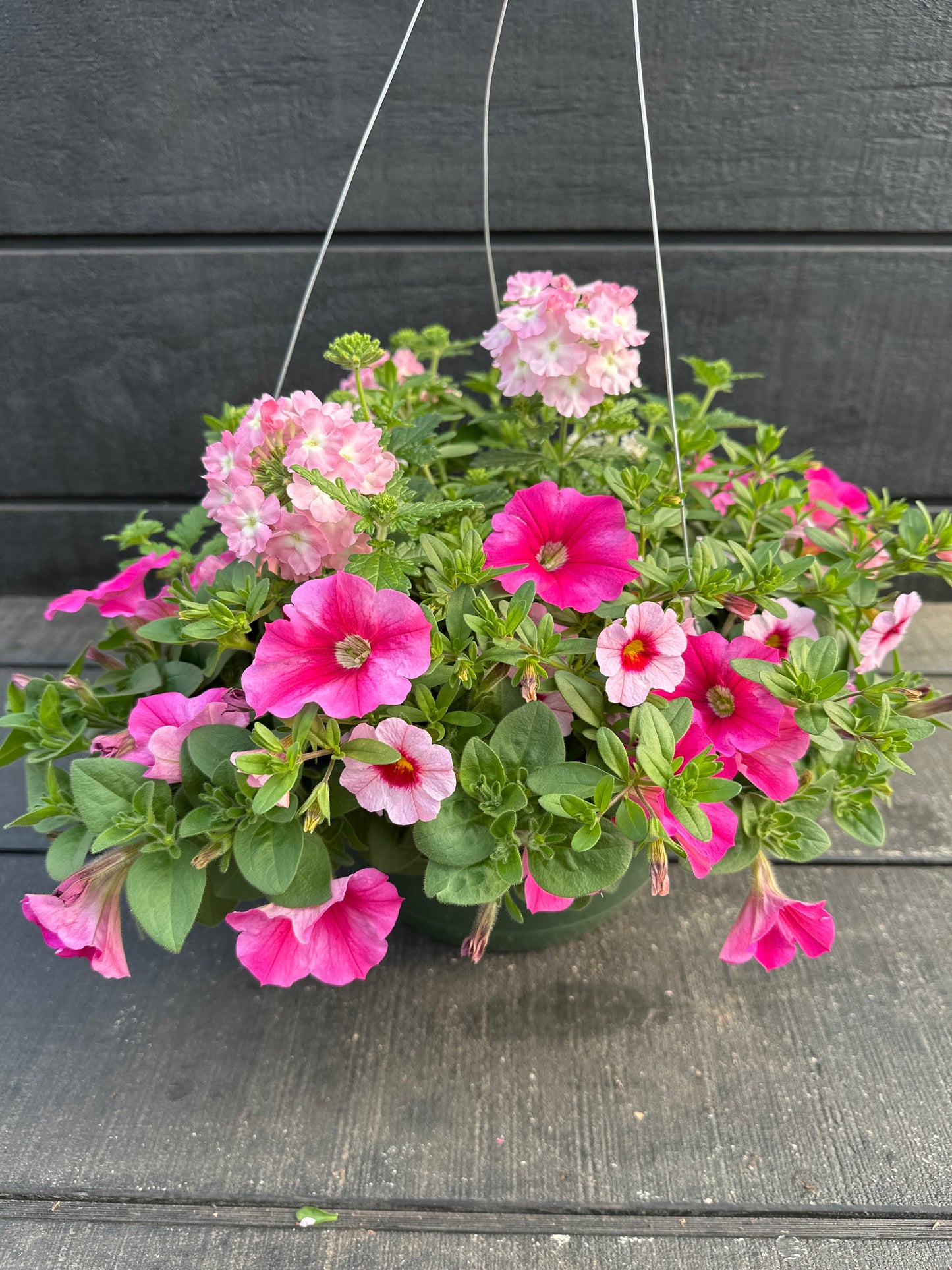 COMBO CHERRY KISS - 10'' HANGING BASKET