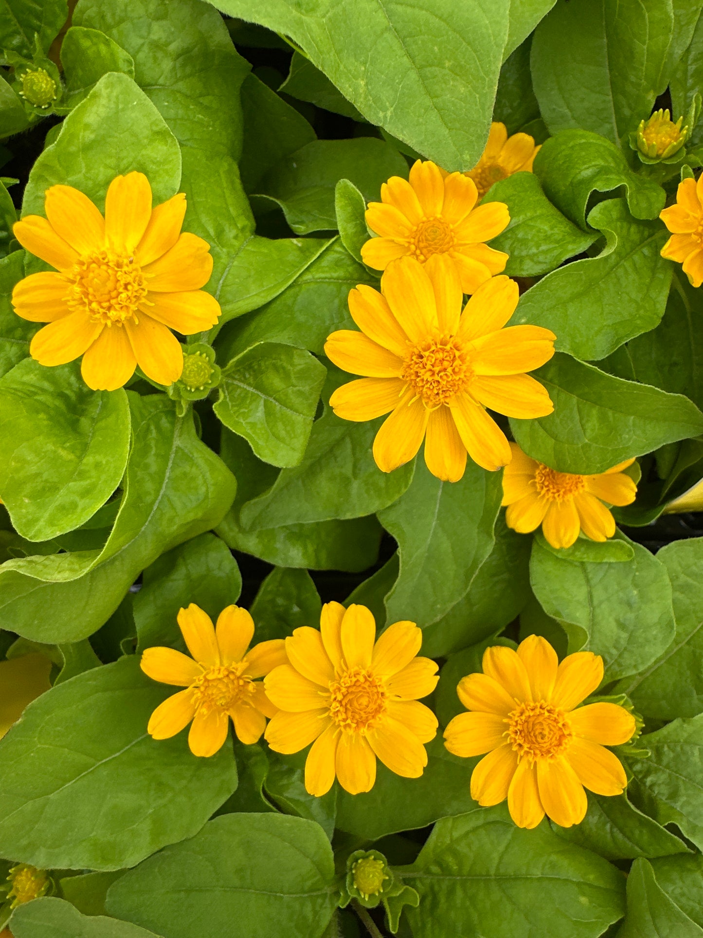 MELAMPODIUM JACKPOT GOLD - JUMBO 6 PACK