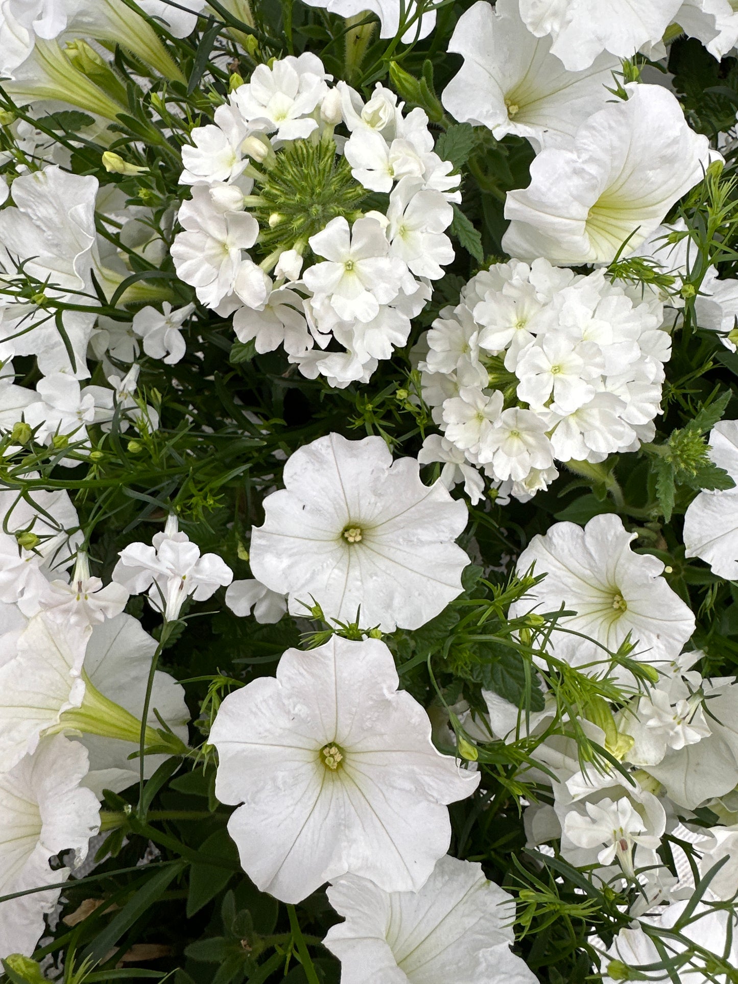 COMBO WALK ON A CLOUD - 6" POT