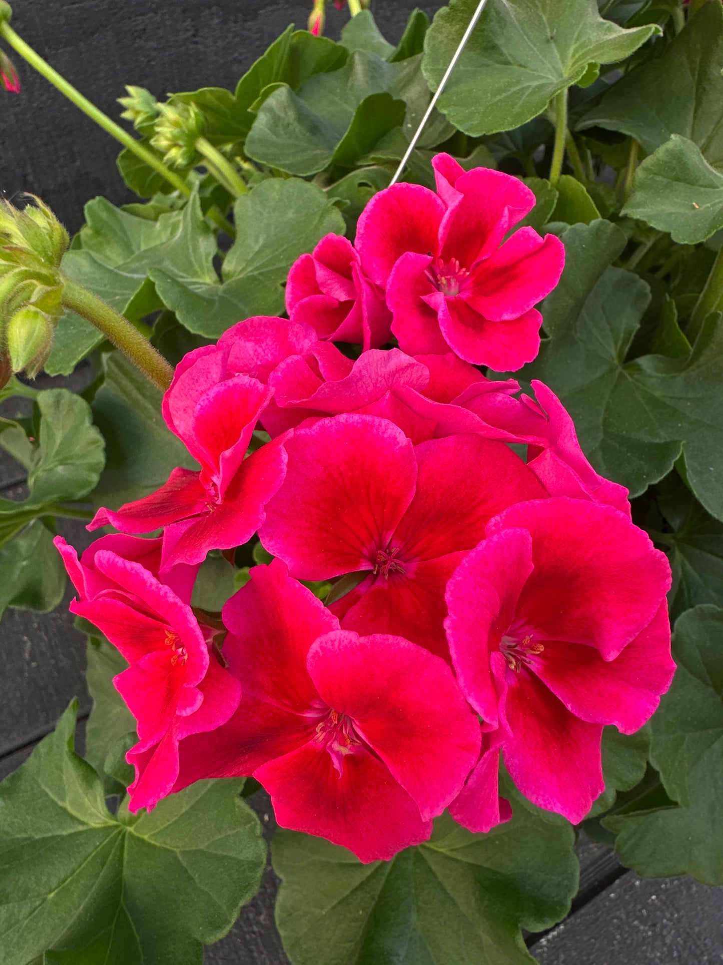 GERANIUM CALLIOPE CRIMSON FLAME - 10" HANGING BASKET