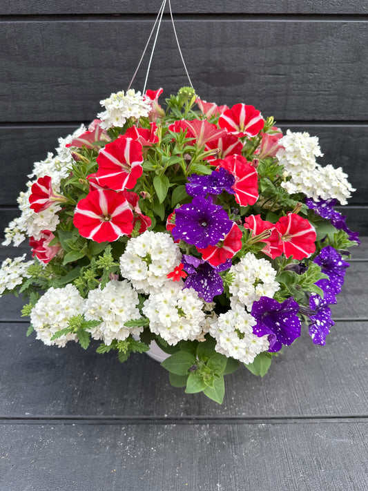 COMBO STARS AND STRIPES GLORY - 10" HANGING BASKET