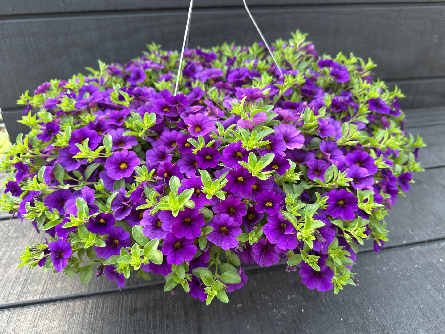CALIBRACHOA CABARET DEEP BLUE - 10'' HANGING BASKET