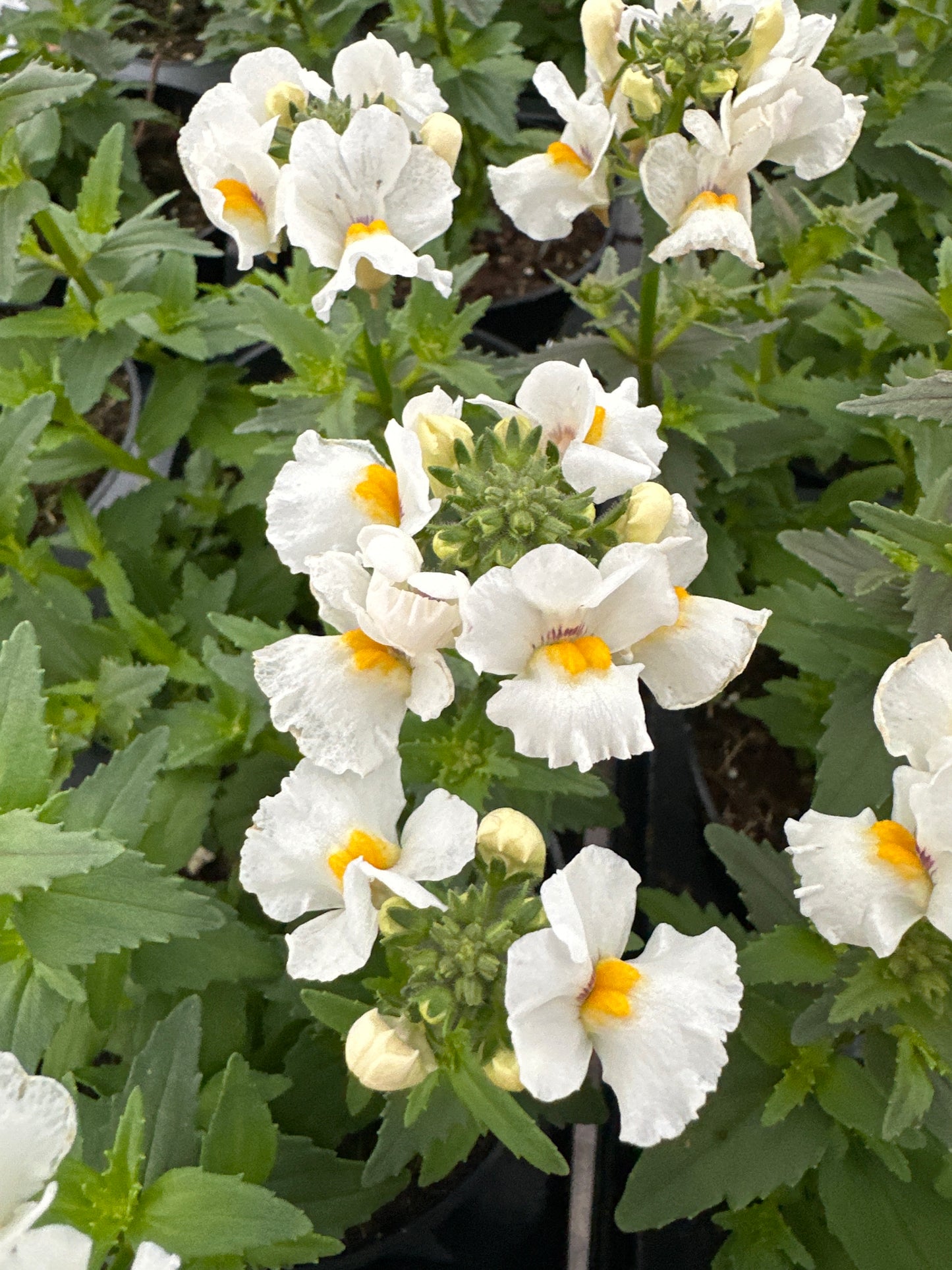 NEMESIA NESIA SNOW ANGEL - 4" POT