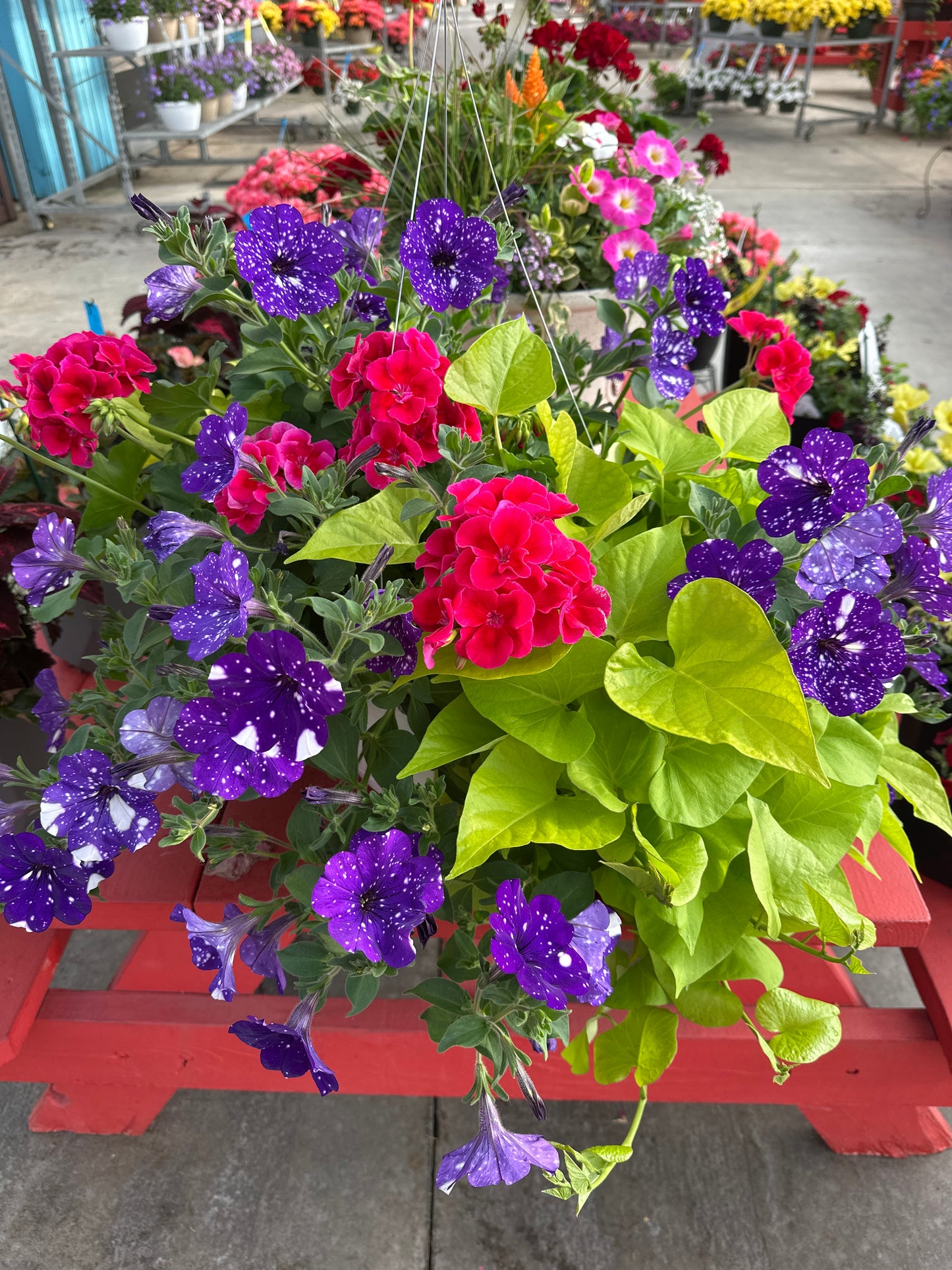 BASKET #103 - 12" HANGING BASKET