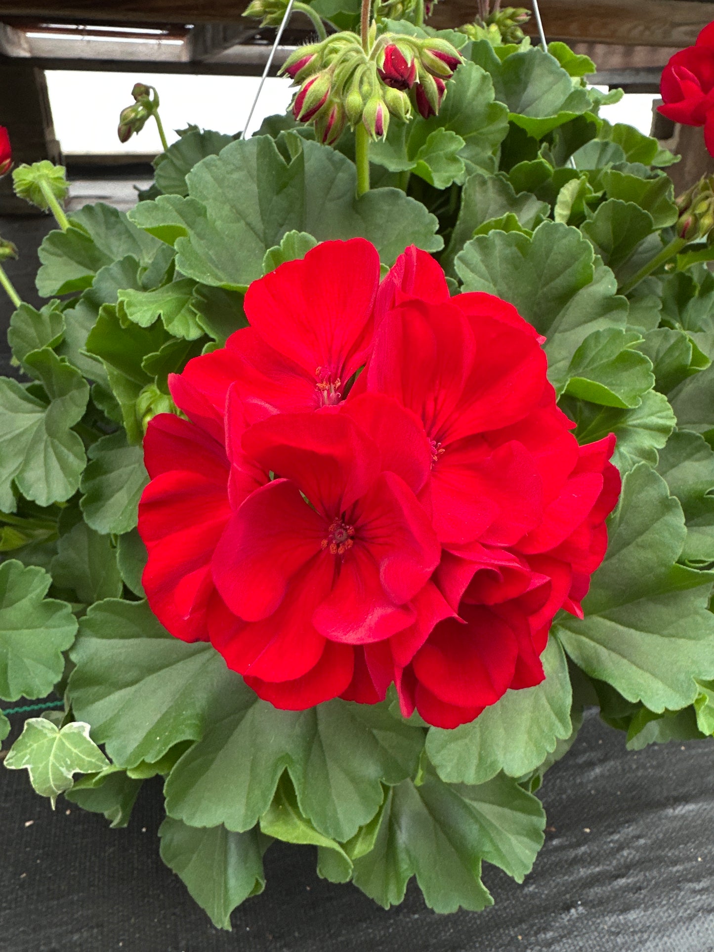 BASKET #40 - 10" HANGING BASKET