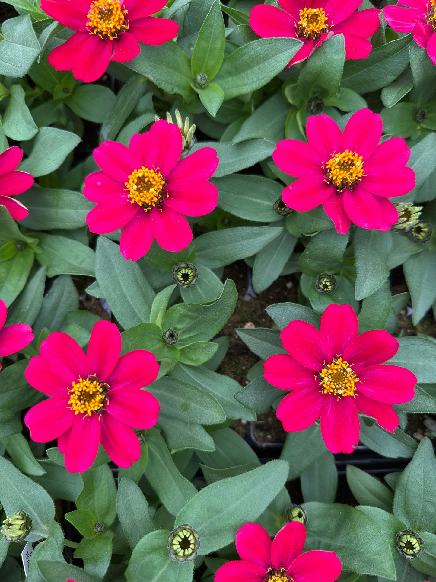 ZINNIA PROFUSION CHERRY - JUMBO 6 PACK