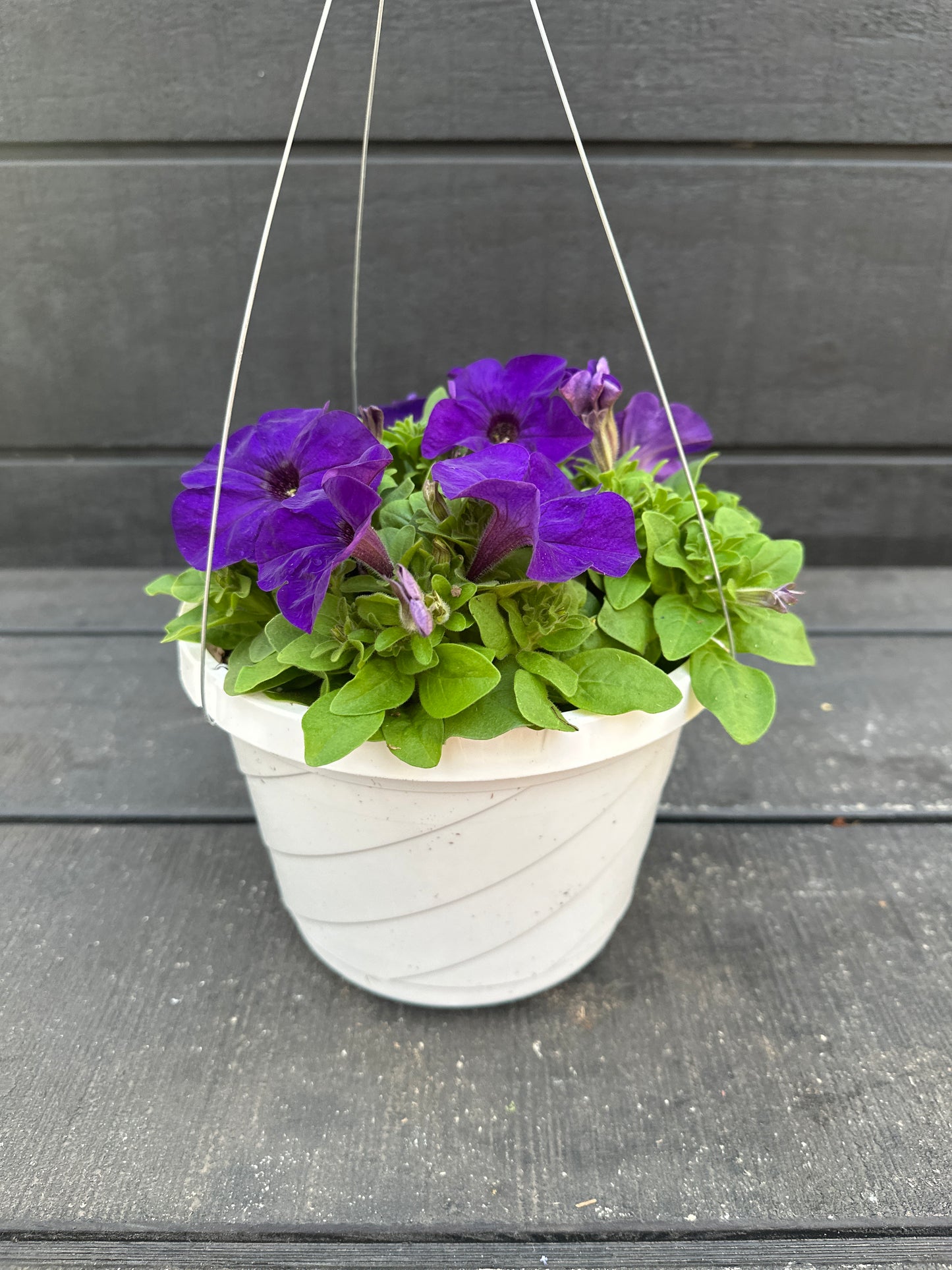PETUNIA PRETTY GRAND MIDNIGHT - 8'' HANGING BASKET