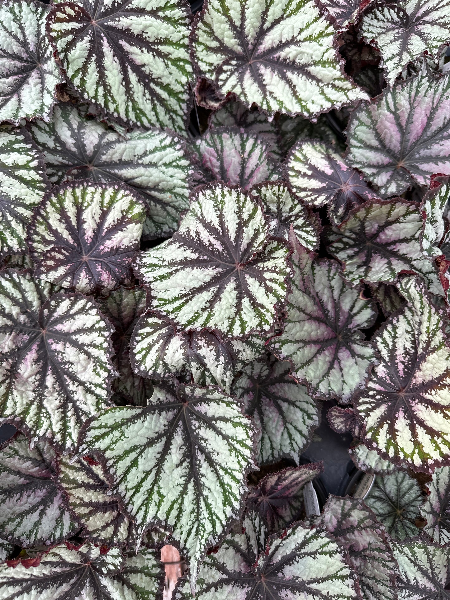 BEGONIA REX JURASSIC REPTILE - QUART POT