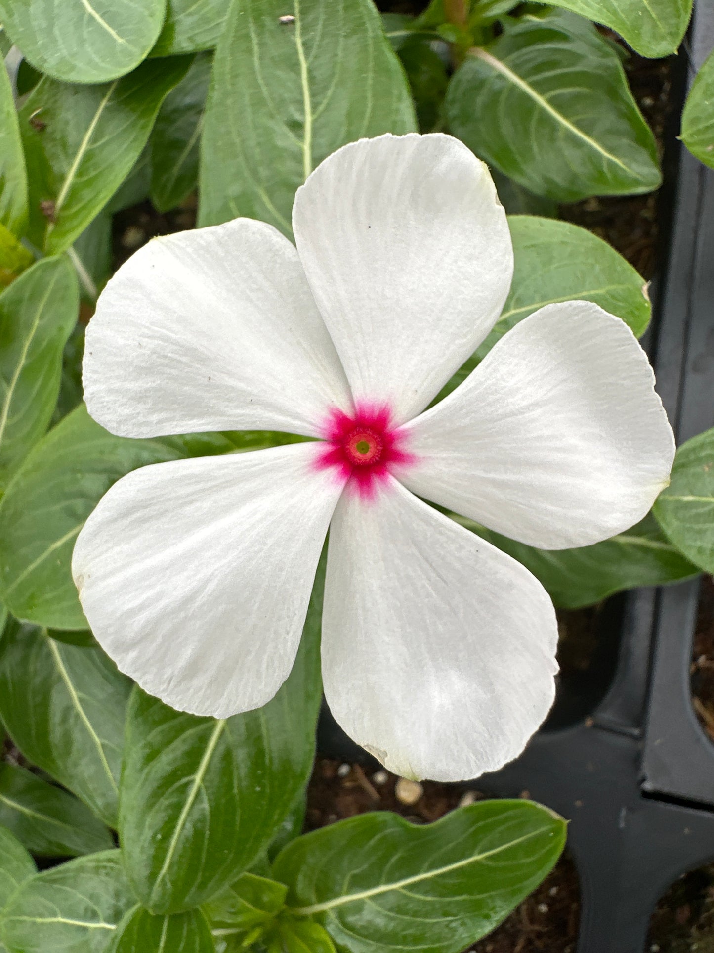 PERIWINKLE VINCA CORA CASCADE POLKA DOT - FLAT OF 32 PLANTS