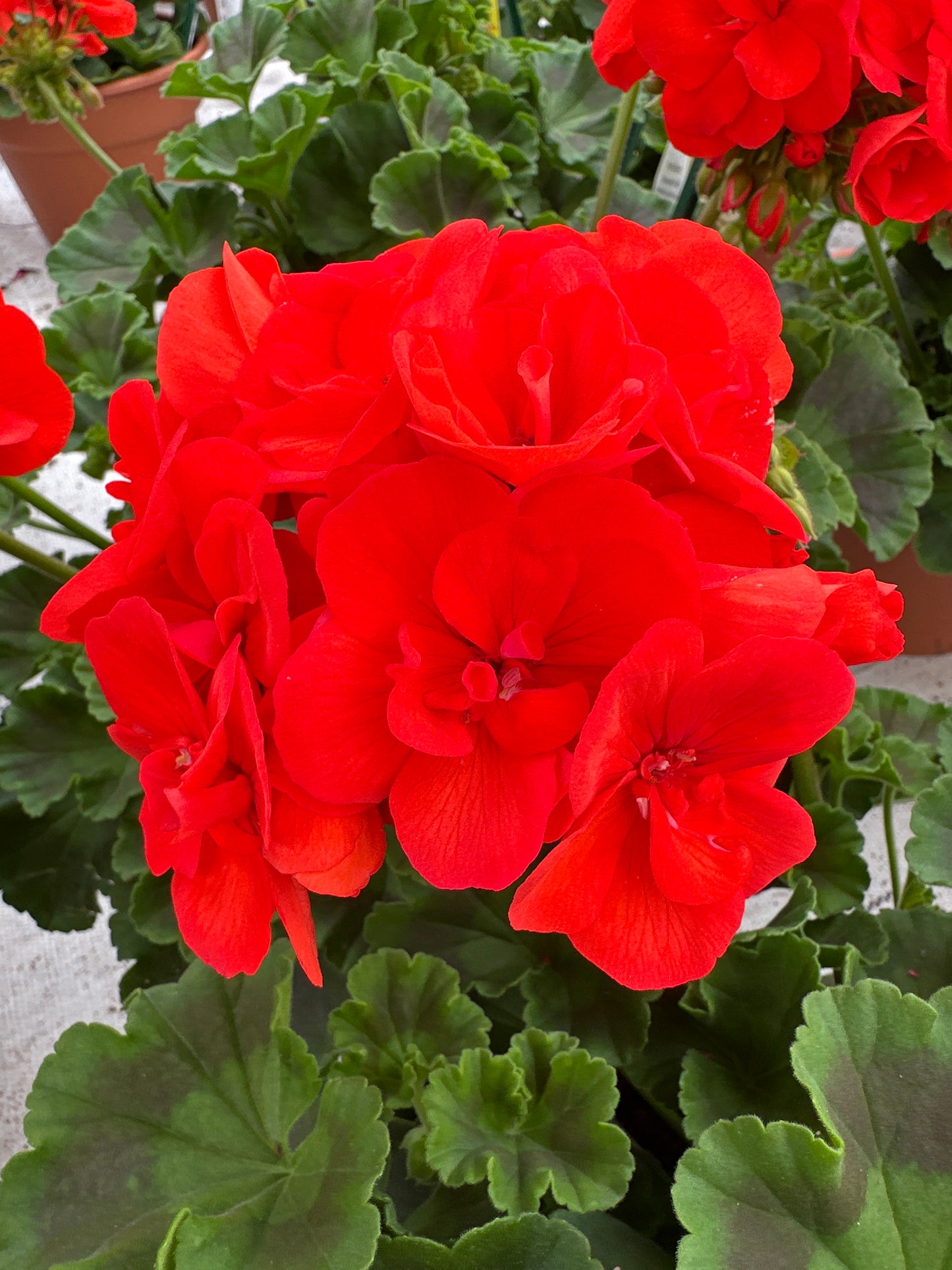 GERANIUM DYNAMO ORANGE - 8" POT