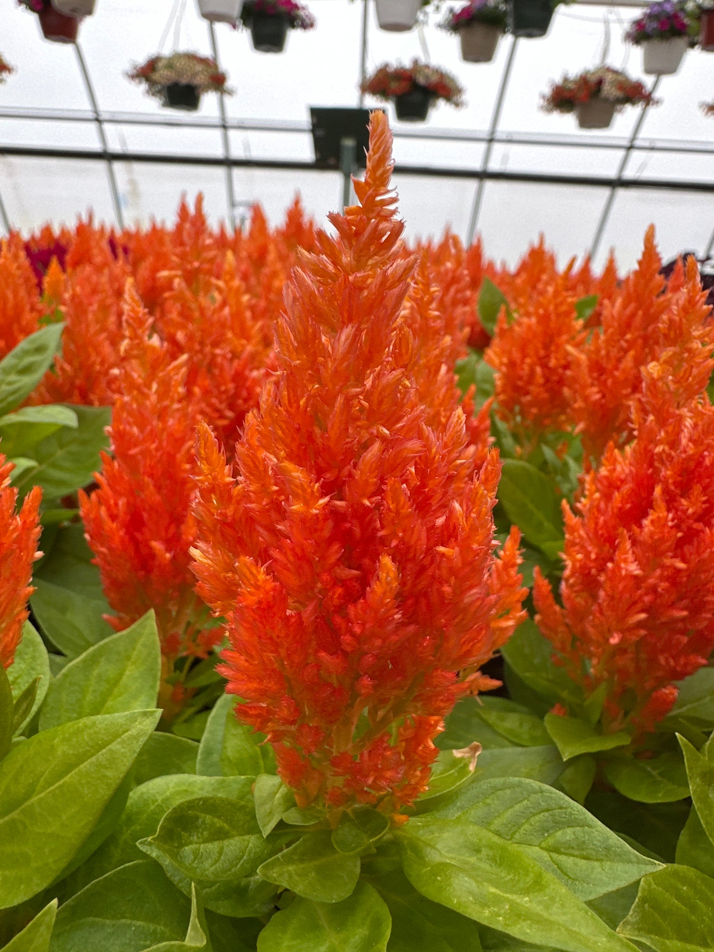CELOSIA KIMONO ORANGE - FLAT OF 48 PLANTS