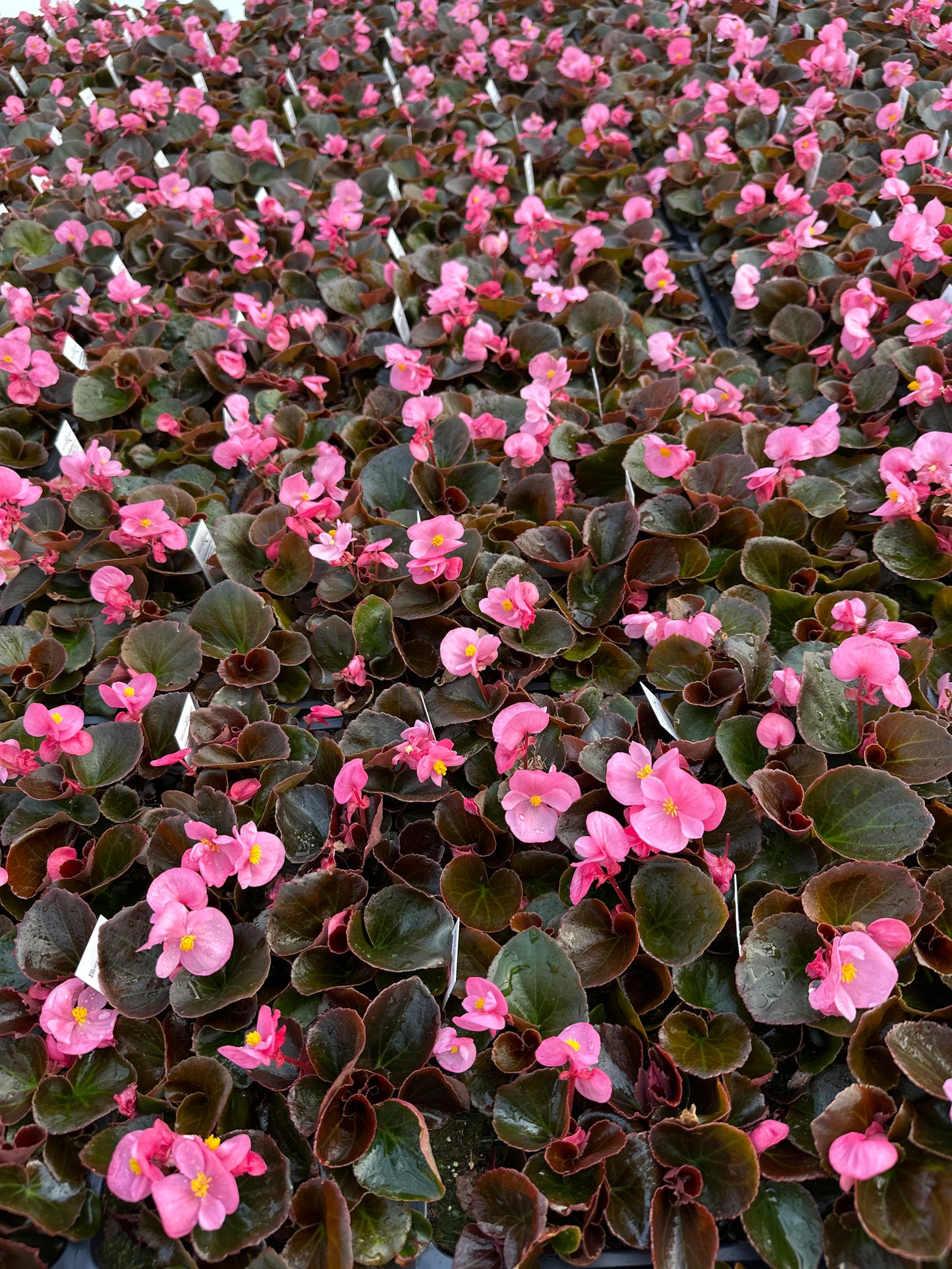 BEGONIA BADA BOOM PINK - FLAT OF 48 PLANTS