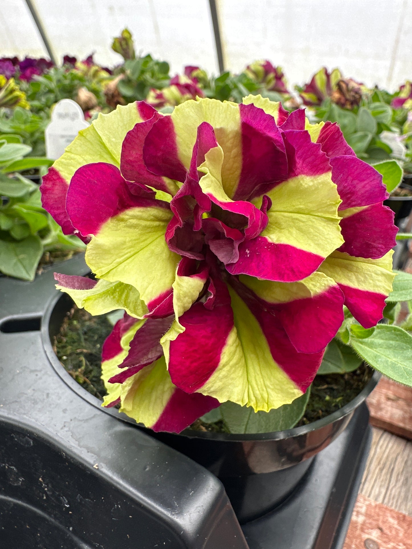 PETUNIA VOGUE DOUBLE LEMON BERRY - 4" POT