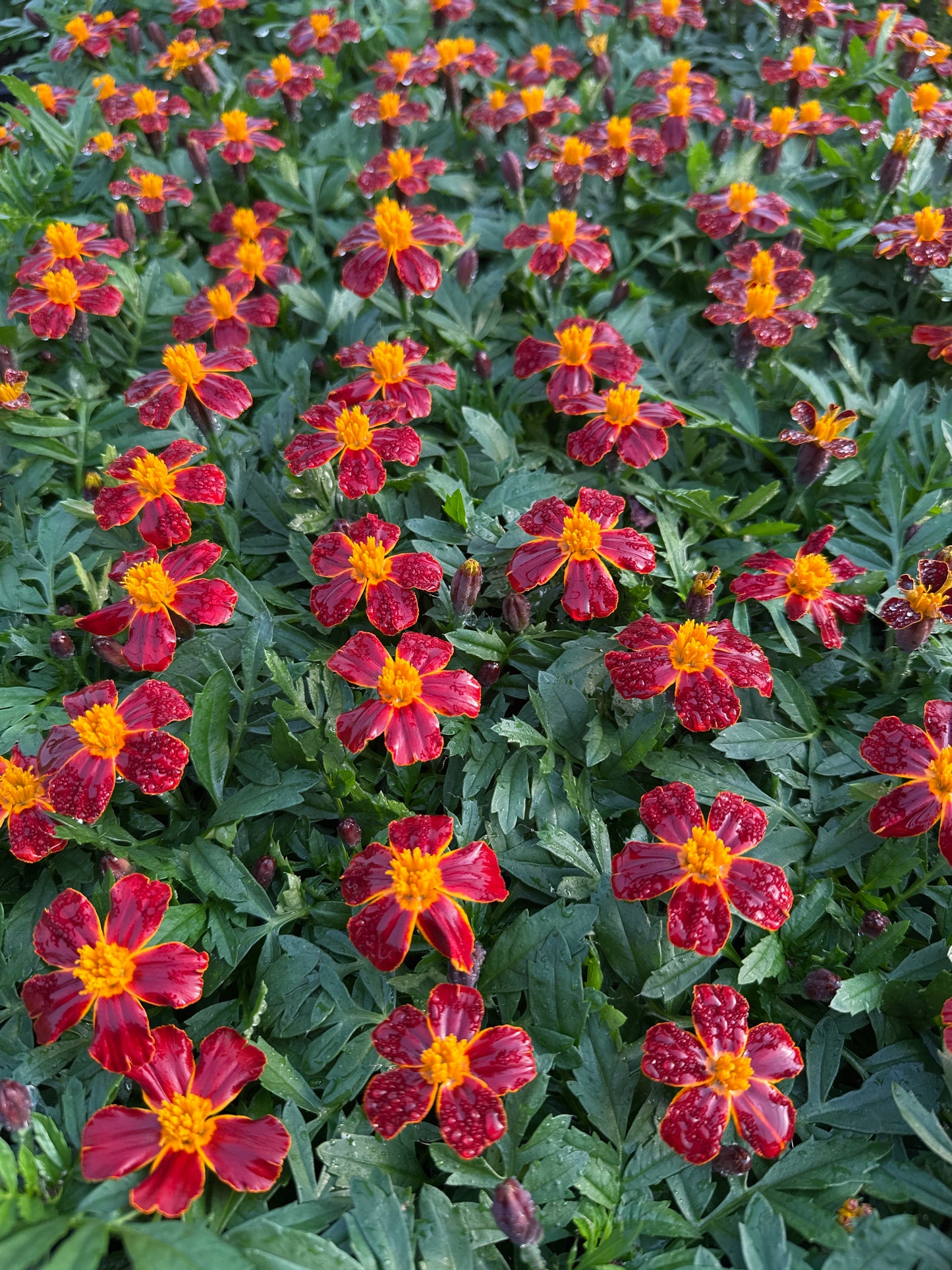 MARIGOLD DISCO RED - FLAT OF 48 PLANTS