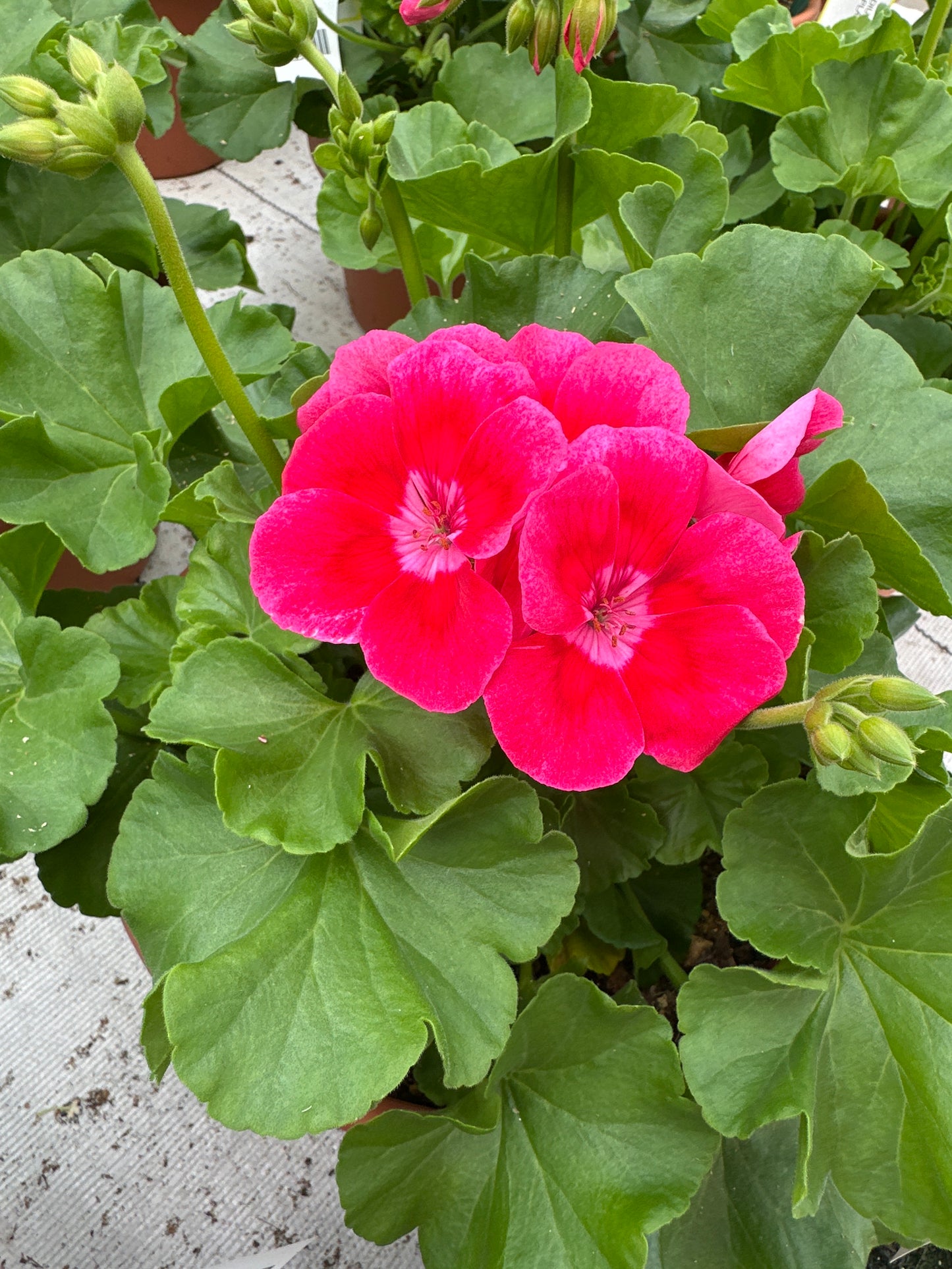 GERANIUM CALLIOPE MEDIUM ROSE MEGA SPLASH - 8" POT