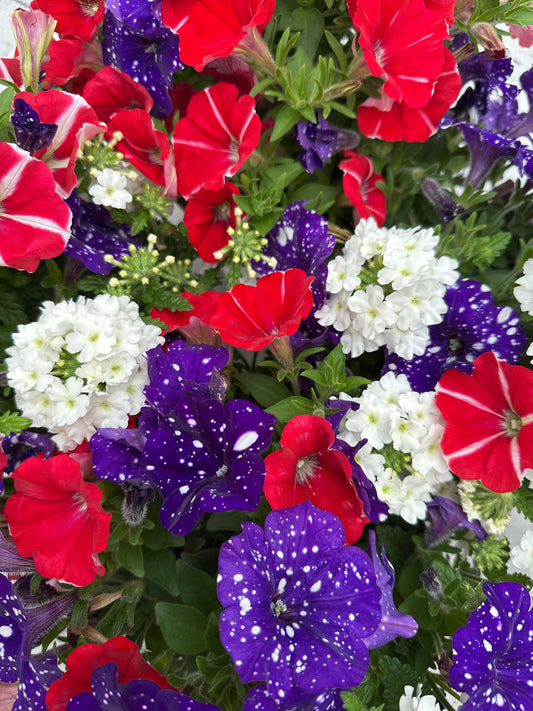 COMBO STARS AND STRIPES GLORY - 6" POT