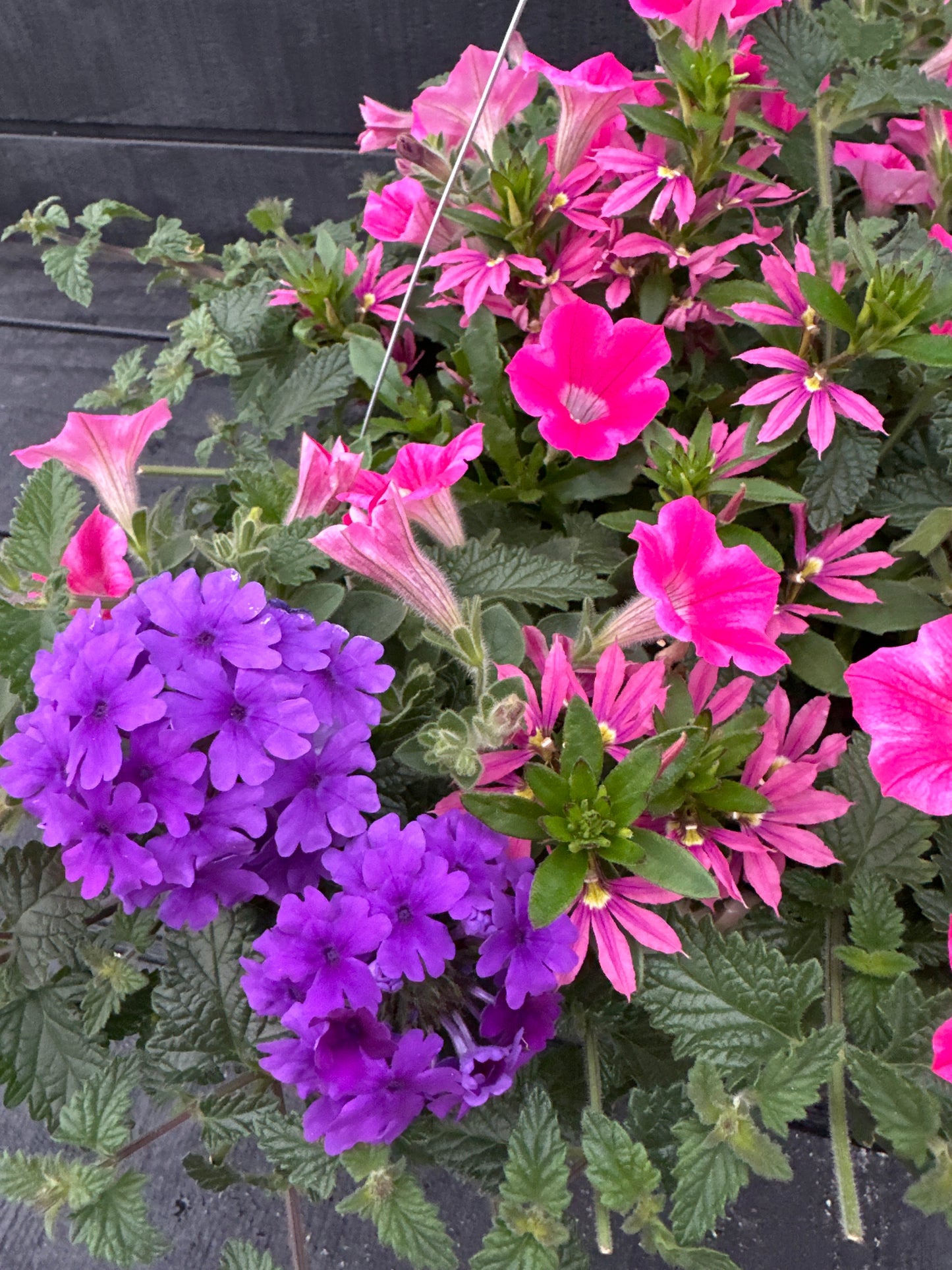 BASKET #97 - 12'' HANGING BASKET