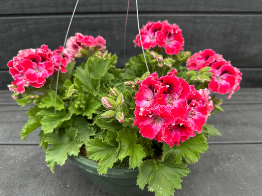GERANIUM MARTHA WASHINGTON ELEGANCE RED VELVET - 10" HANGING BASKET