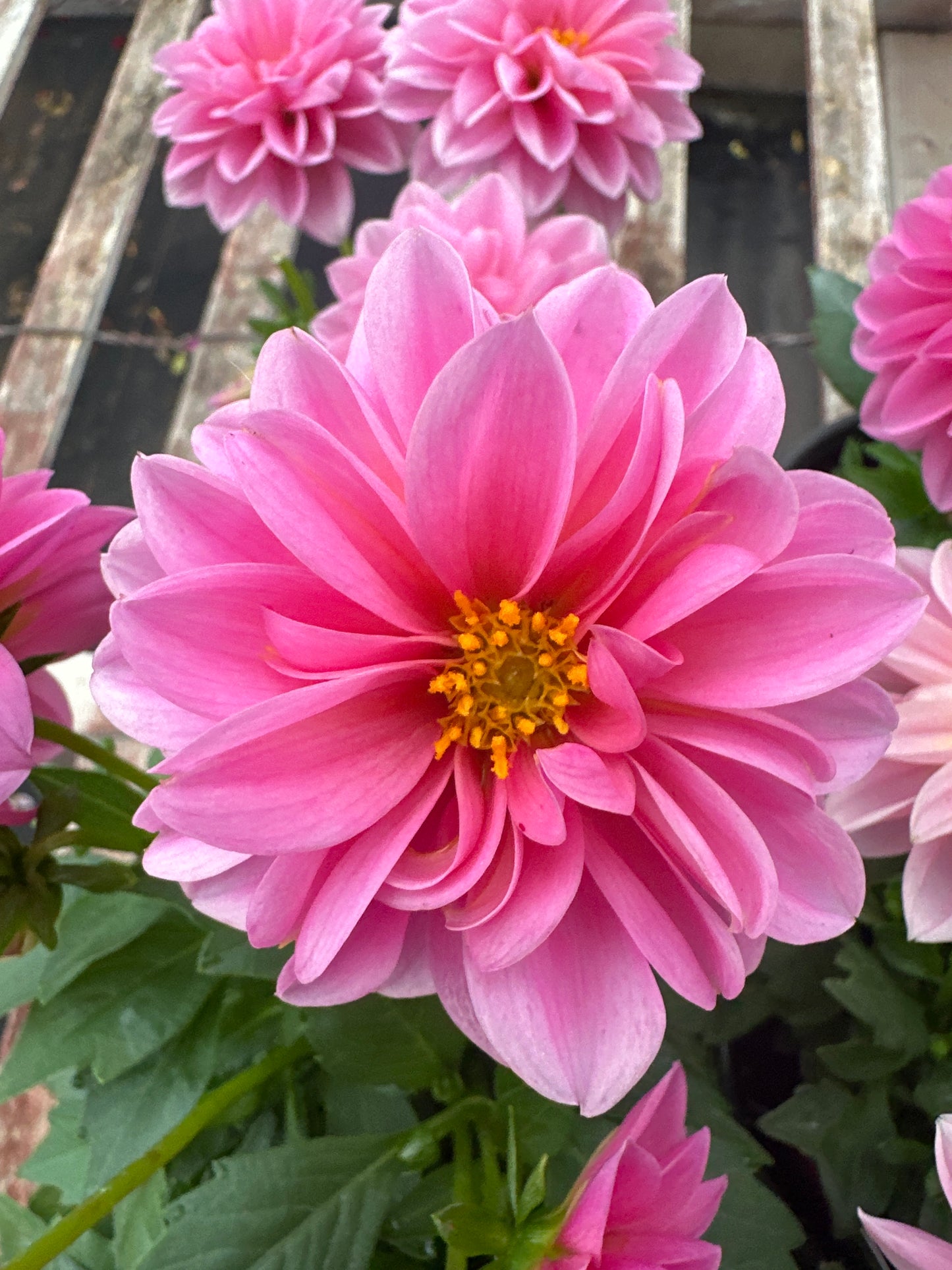 DAHLIA DAHLINOVA LISA DARK PINK - QUART POT