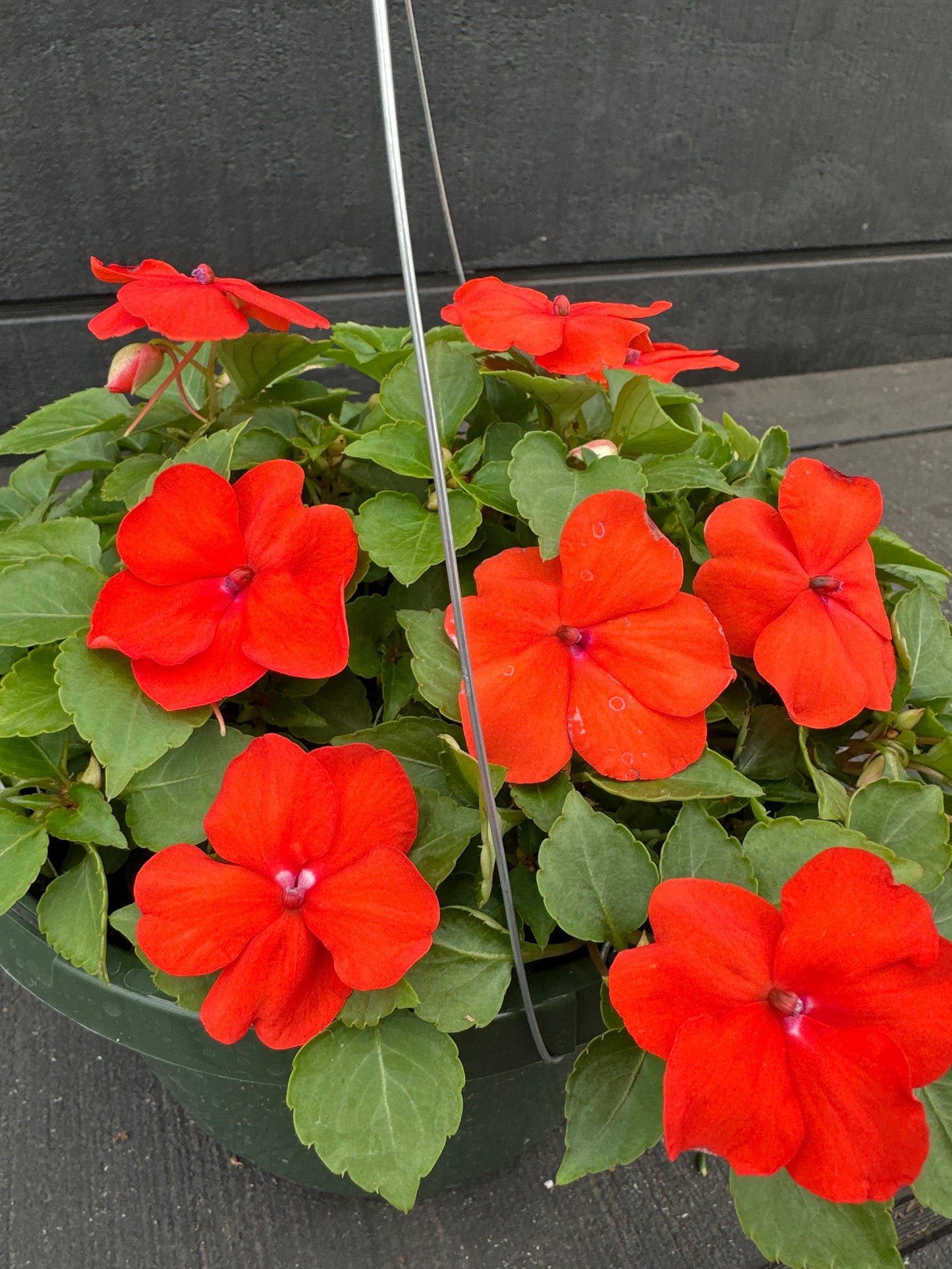 IMPATIENS BEACON ORANGE - 8'' HANGING BASKET