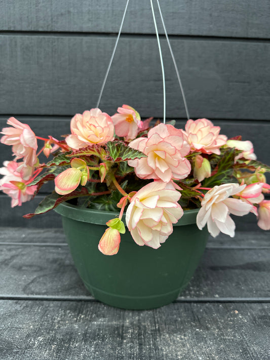 BEGONIA ICONIA MISS MONTREAL - 10" HANGING BASKET