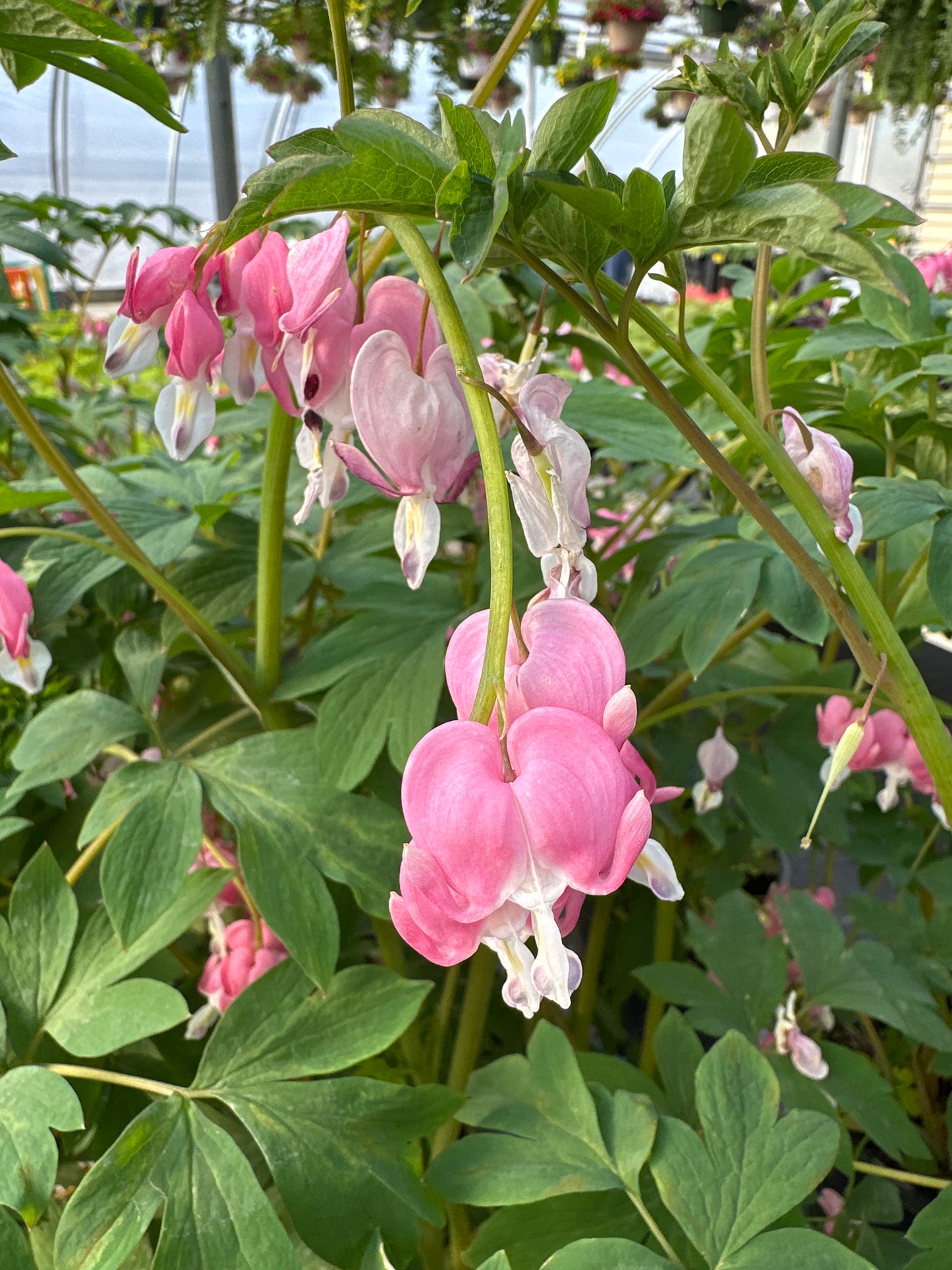 Dicentra spectabilis
